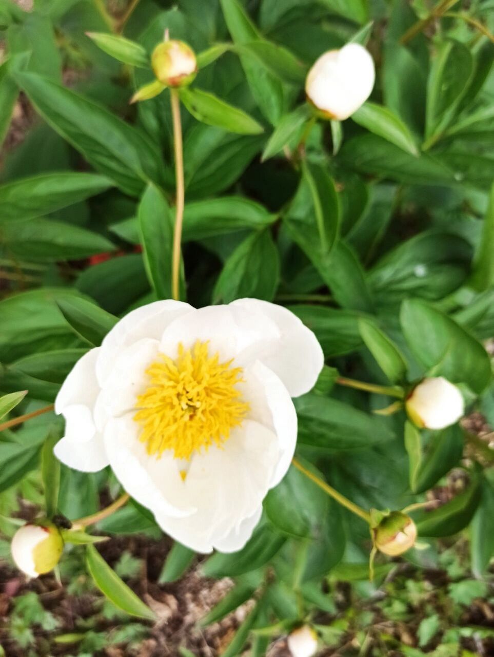 东北野草花(十六)芍药——诗经植物 芍药科芍药属多年生草本植物