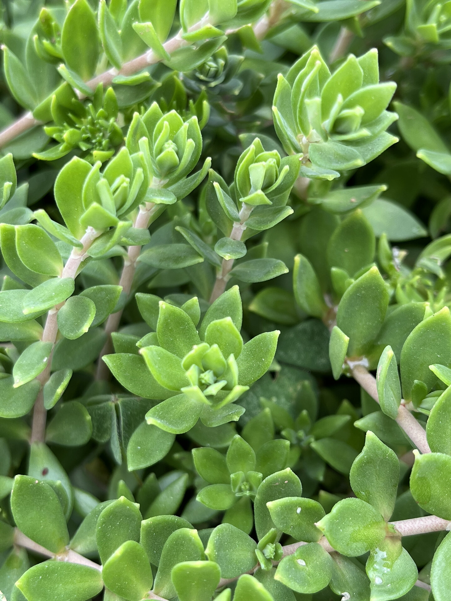 野生垂盆草 多肉植物野生垂盆草,我们这边叫瓜子草