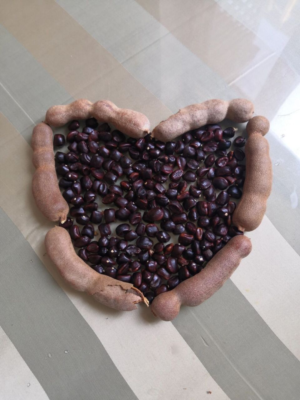 酸角种子磨破表皮. 2.泡水至膨胀,表皮脱落,此时可以直接土培. 3.