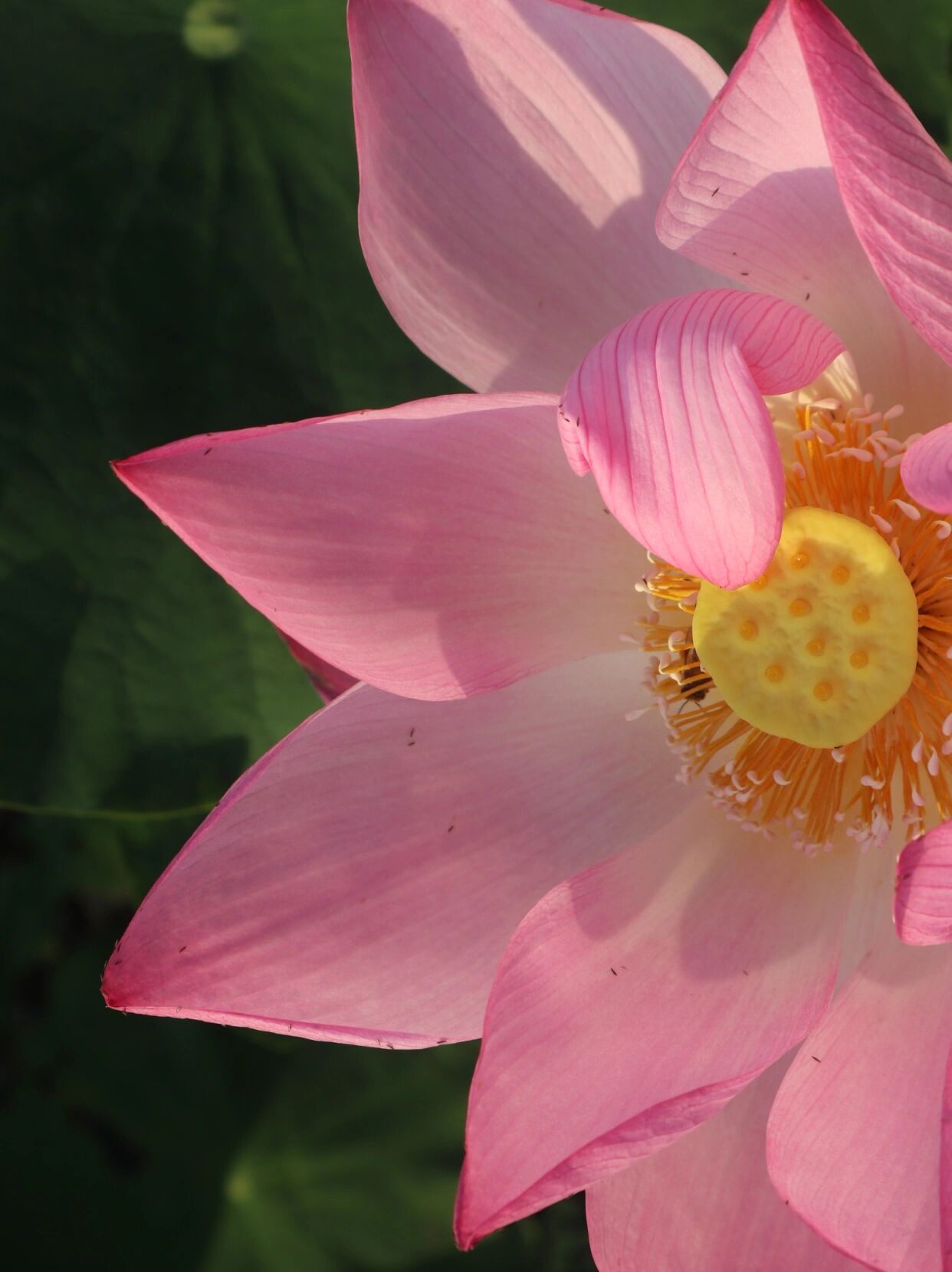 武汉最强荷花展93700种荷花,45个荷花池 - 03 导航 | 沙湖公园西