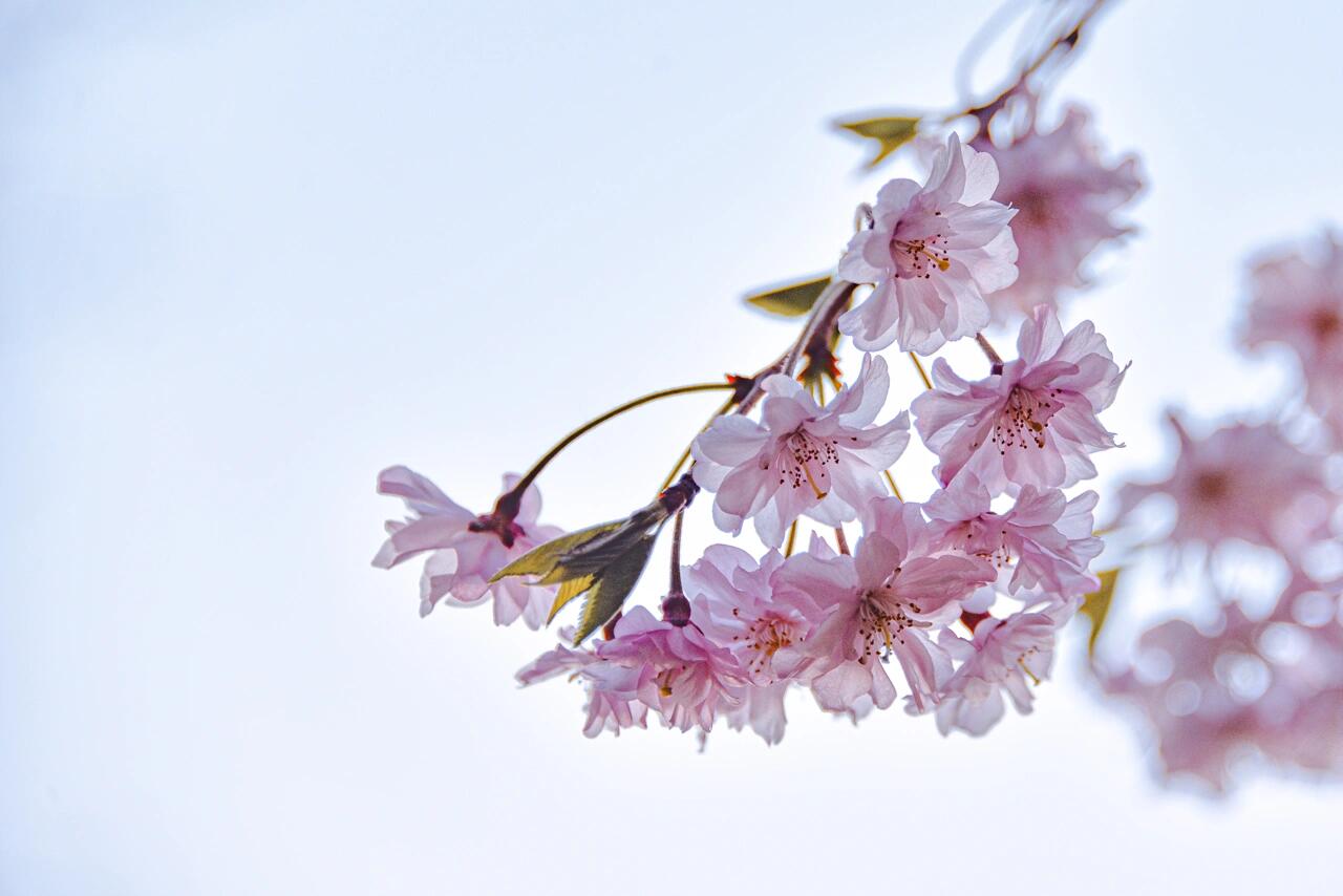 樱花 | 垂枝樱花  去年在李村公园偶然拍到这么一棵, 便深深的喜欢上