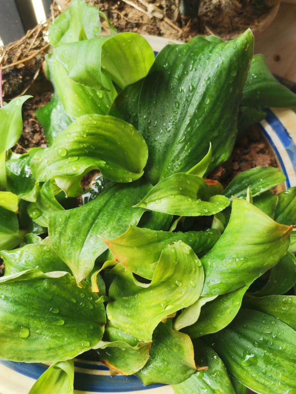 沙姜当盆栽来种耐活又好看 沙姜功效与作用 行气温中,健脾和胃,缓解