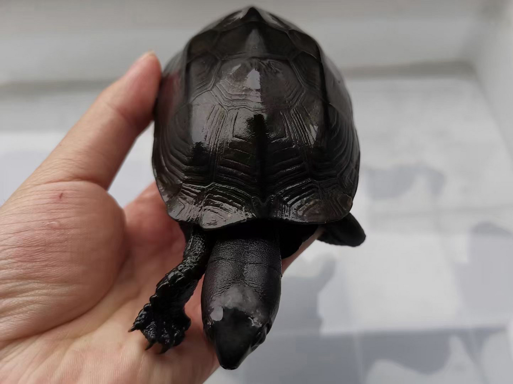 镇宅墨龟,辟邪首选! 顶级无锈24k刀刻满纹纯炭墨,密纹路小掌墨,绝品.