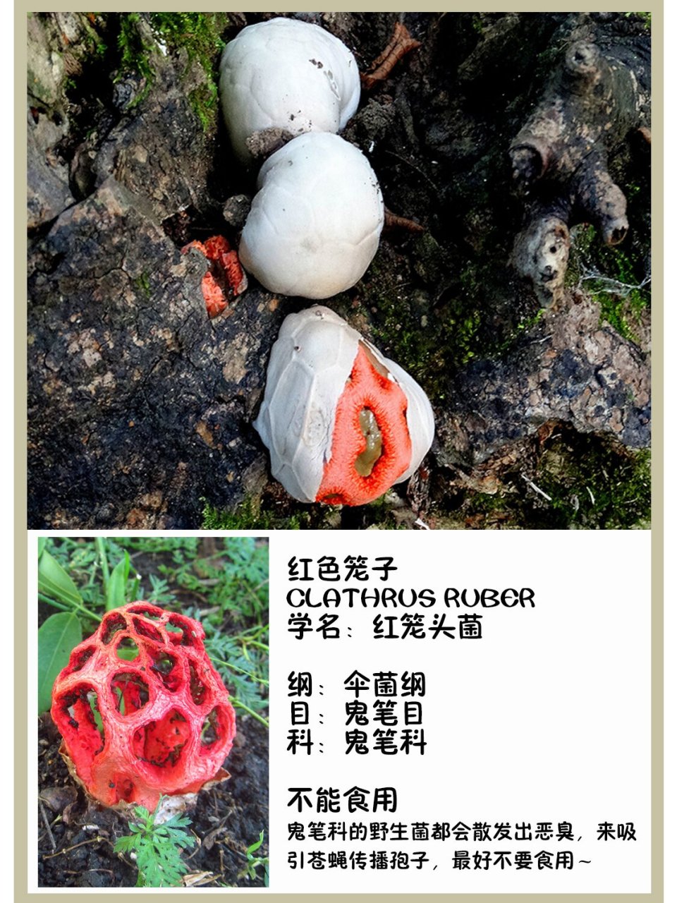 org . 红笼头菌的外型十分奇特,能立刻吸引你