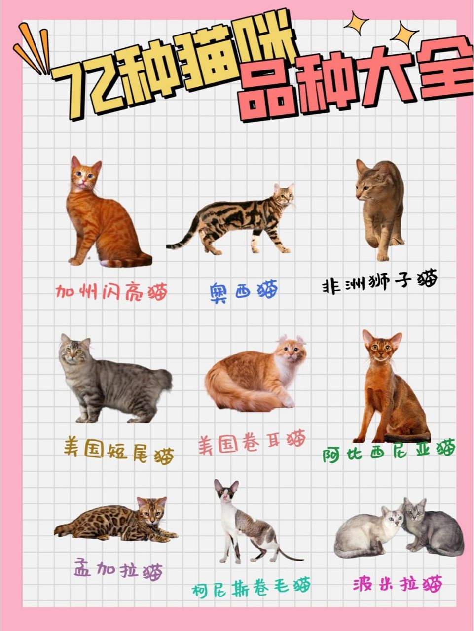 72种猫咪品种大全图片及介绍1 