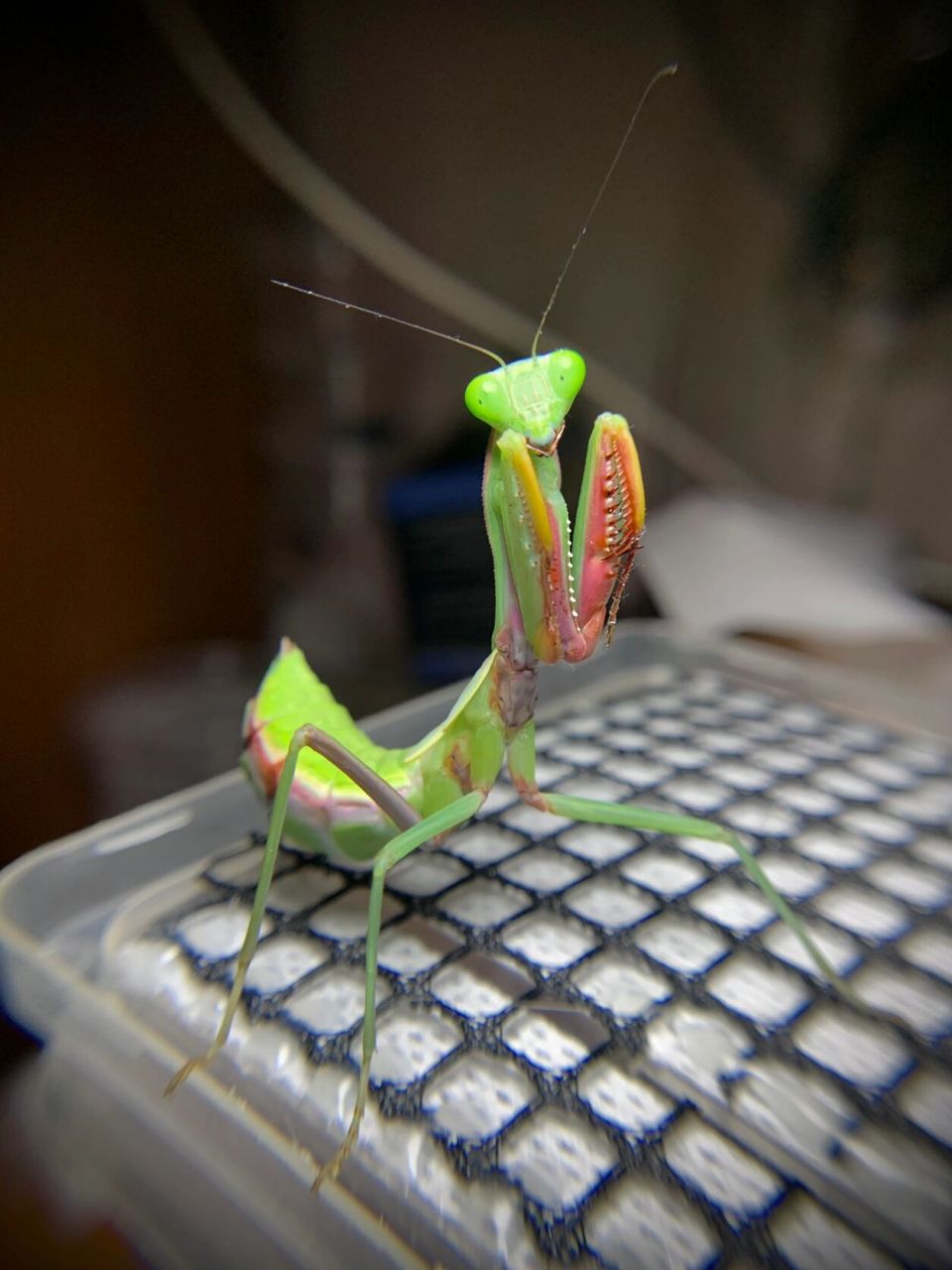 澳洲斧螳 进入七龄,血刃已经非常明显 原产地澳大利亚昆士兰州,十分大