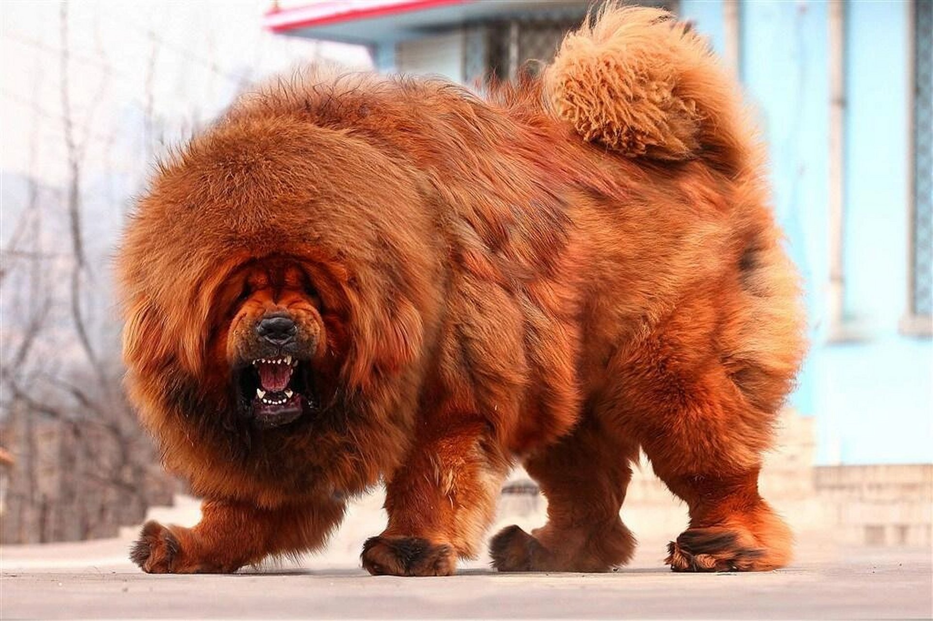 藏獒金黄色年龄二岁一个月体重72公斤