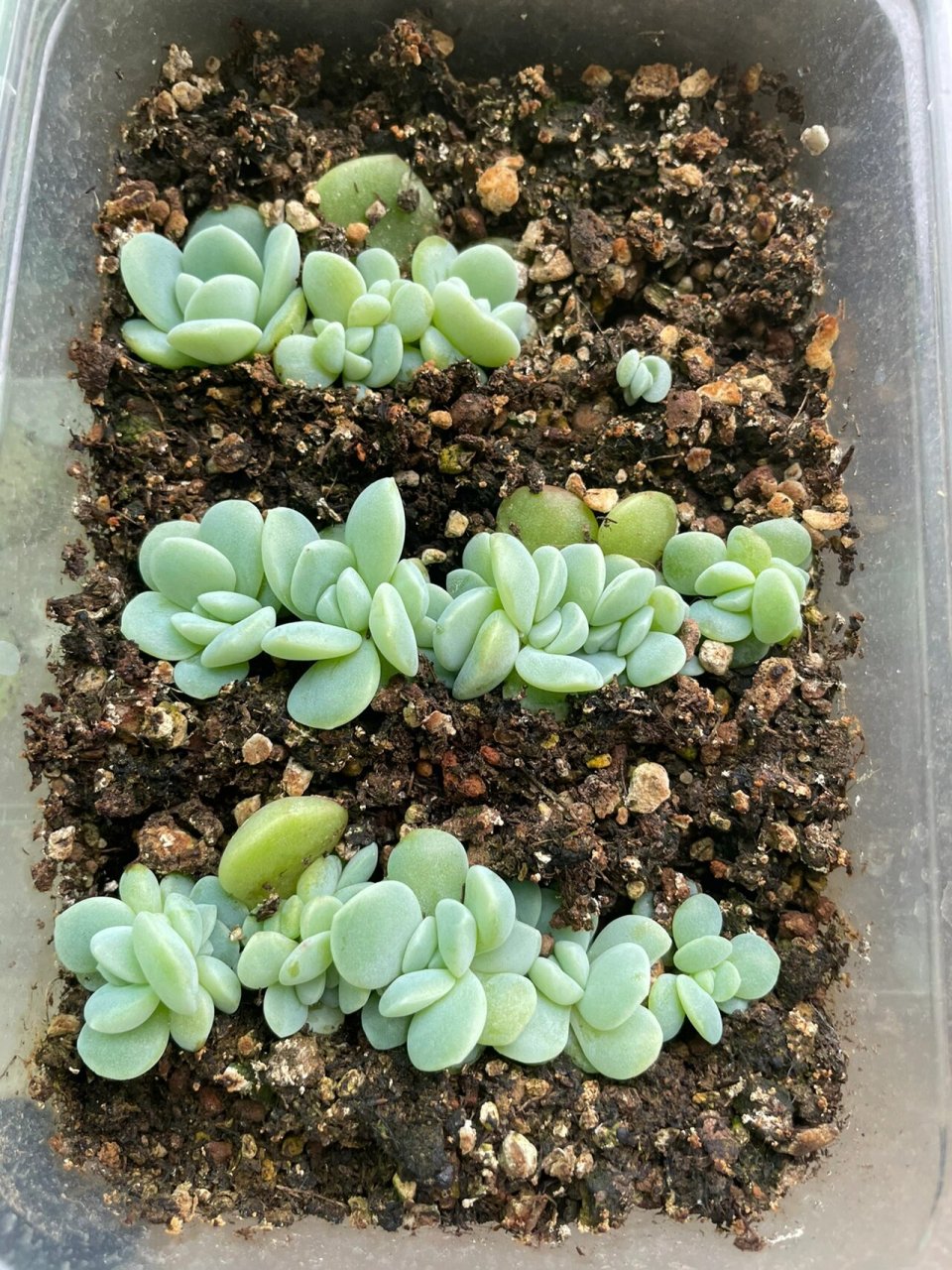 多肉植物【叶插养护之冰玉】 #多肉控#  #多肉冰玉# #多肉叶插# 个人