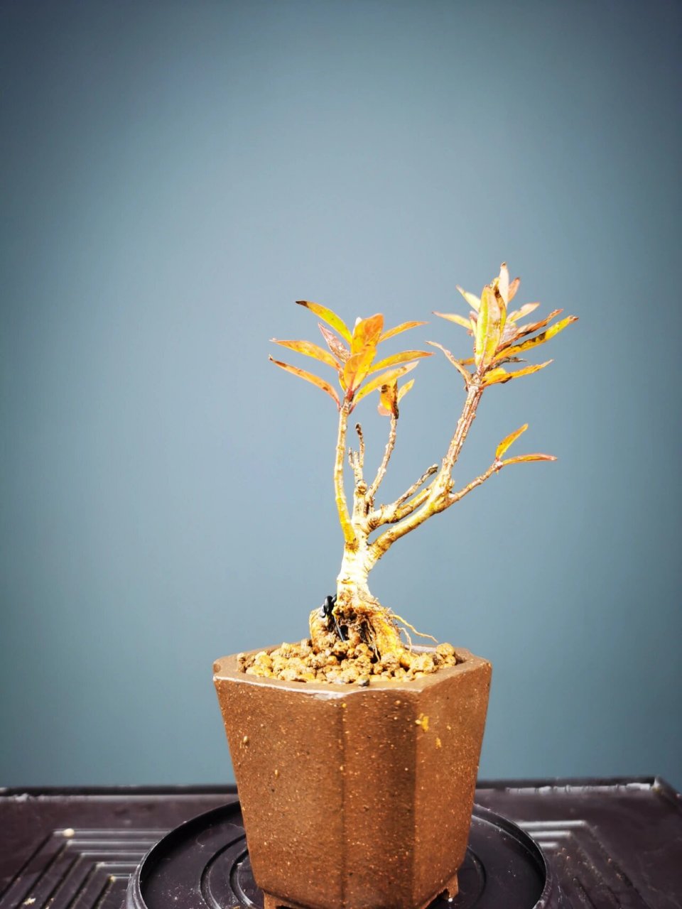 好看的水杨梅盆景 水杨梅真的是新手入门的首选 见水就能活 水培土培