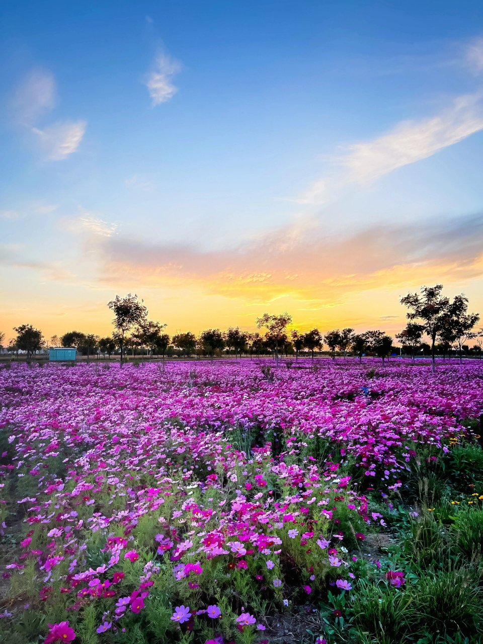 你要的滹沱河花海具体位置在这里6015 花海and夕阳95,两个我都