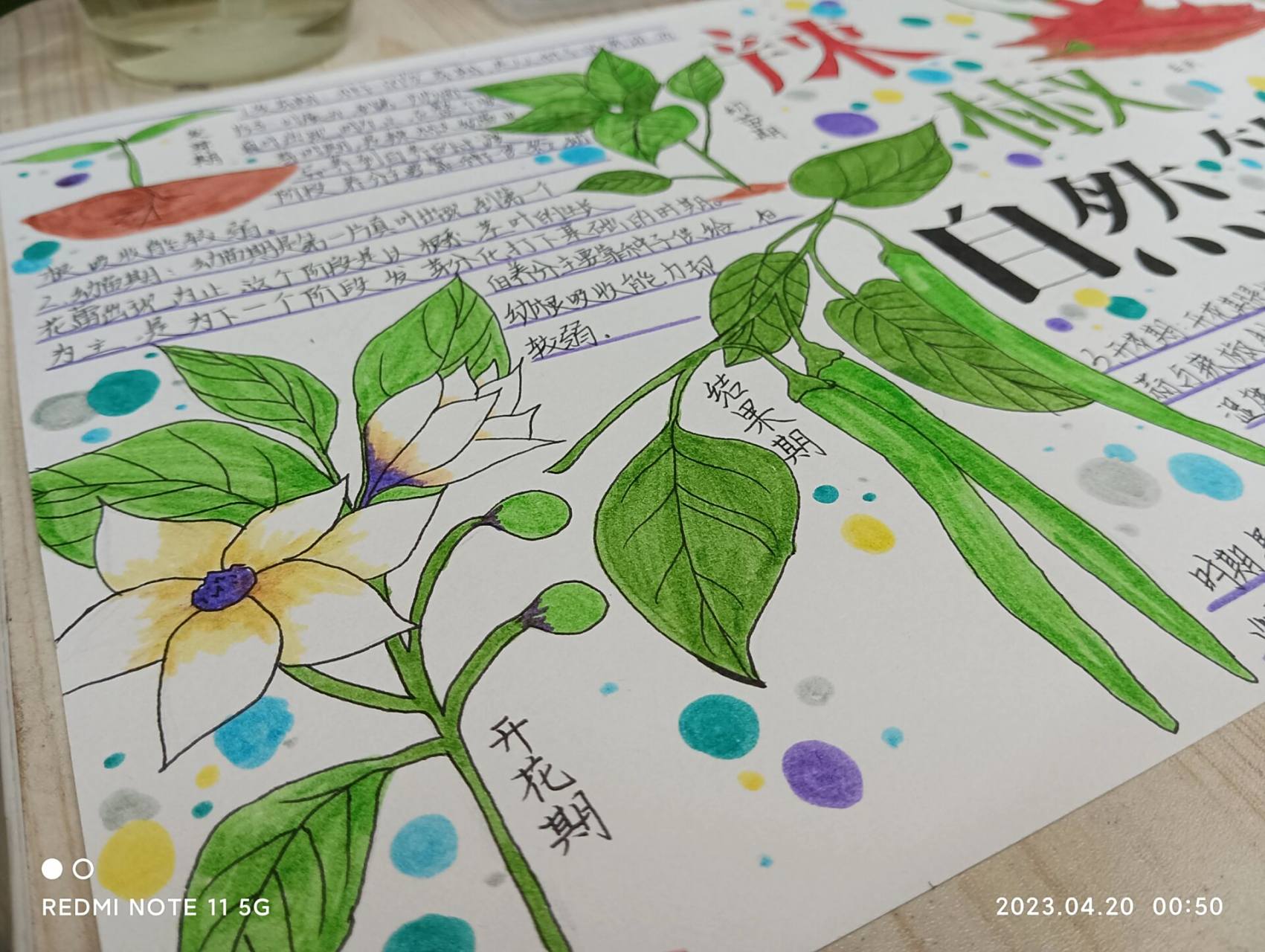 "辣椒自然笔记" 这幅画的主题是"辣椒自然笔记"