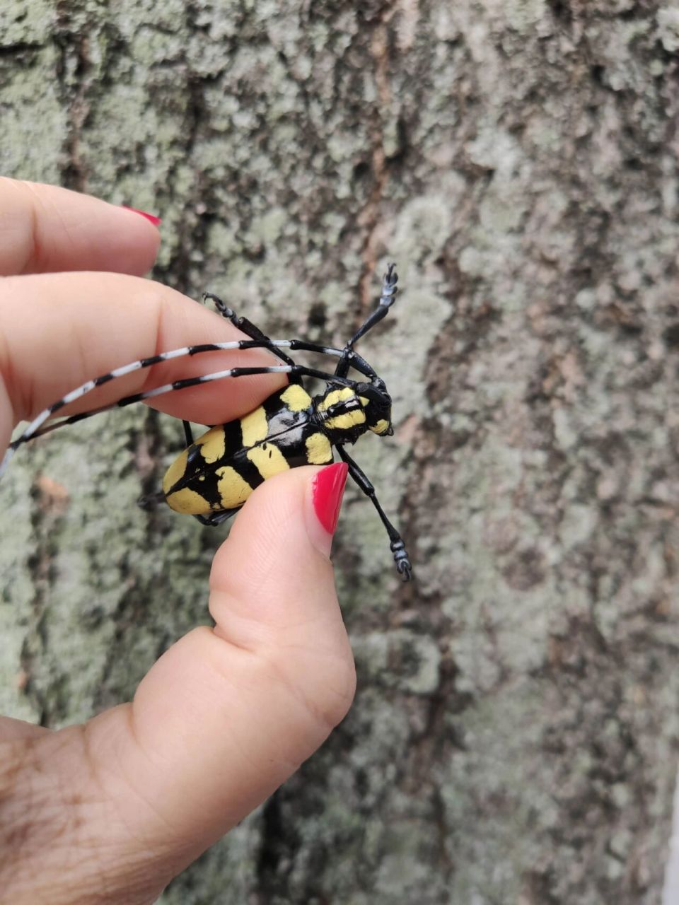 小时候抓过很多黑白相间的天牛, 第一次看见这种颜色的!好安逸呀!
