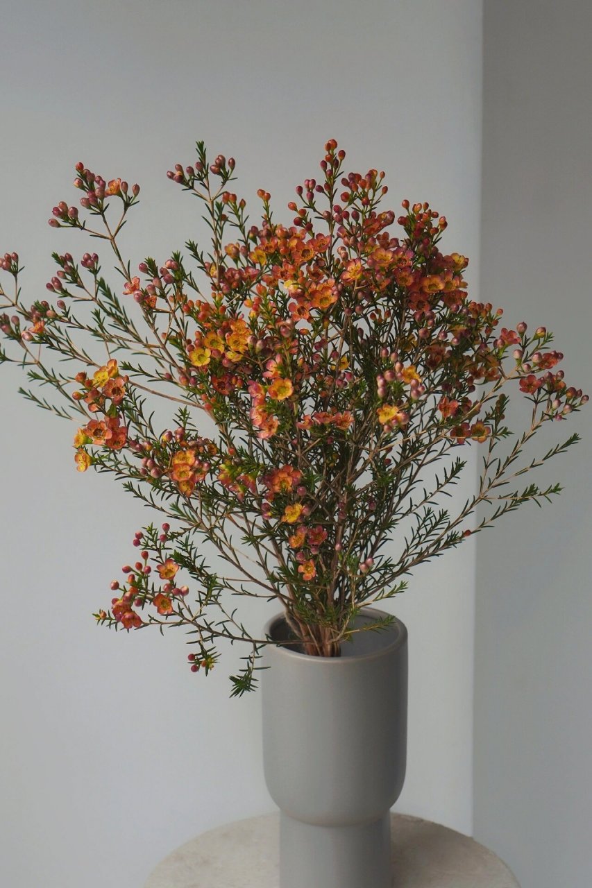 它的花朵呈梅花的形状,花瓣蜡质有光泽,是一款颜值与实力并存的花材