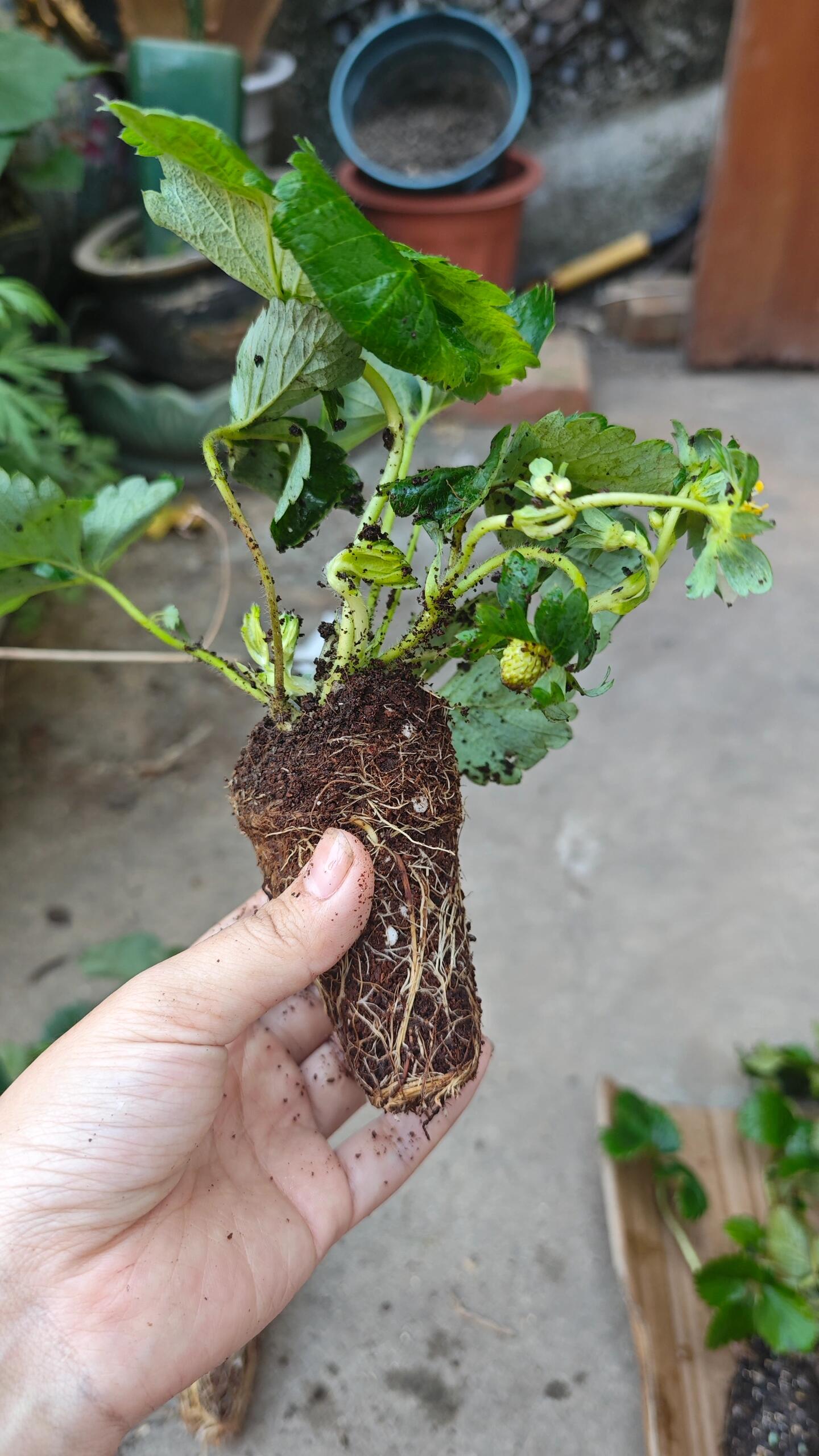 前几天小红书上刷到这家草莓苗的收获苗情,立马跟风下了6颗淡雪,带花