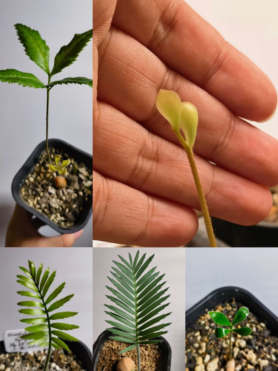 铁树播种日记 图一: dioon califanoi 卡利法诺双子铁的第一片叶子