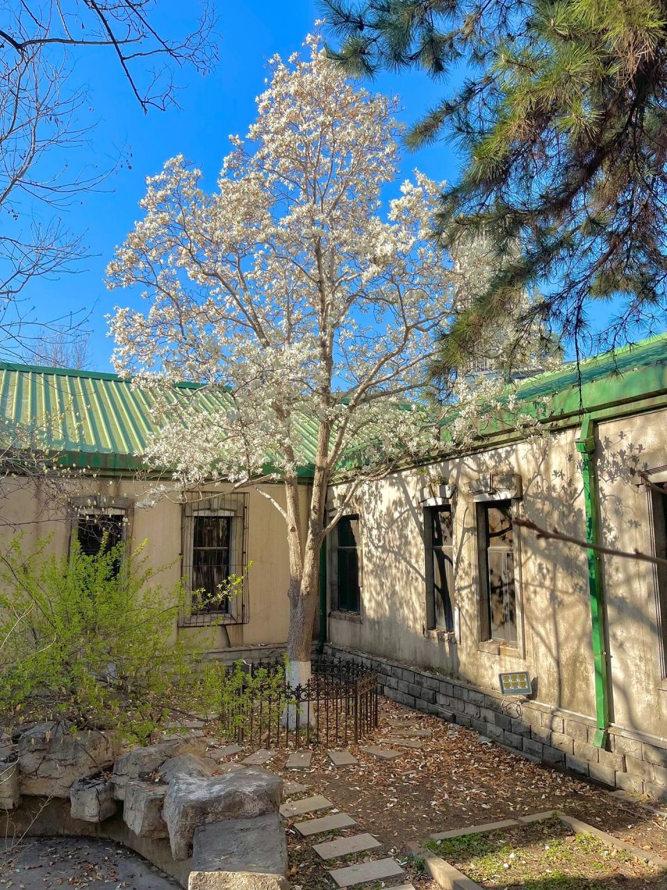 07沈阳也有这么美的玉兰花07快来赏花吧07 在沈阳竟然有这么美