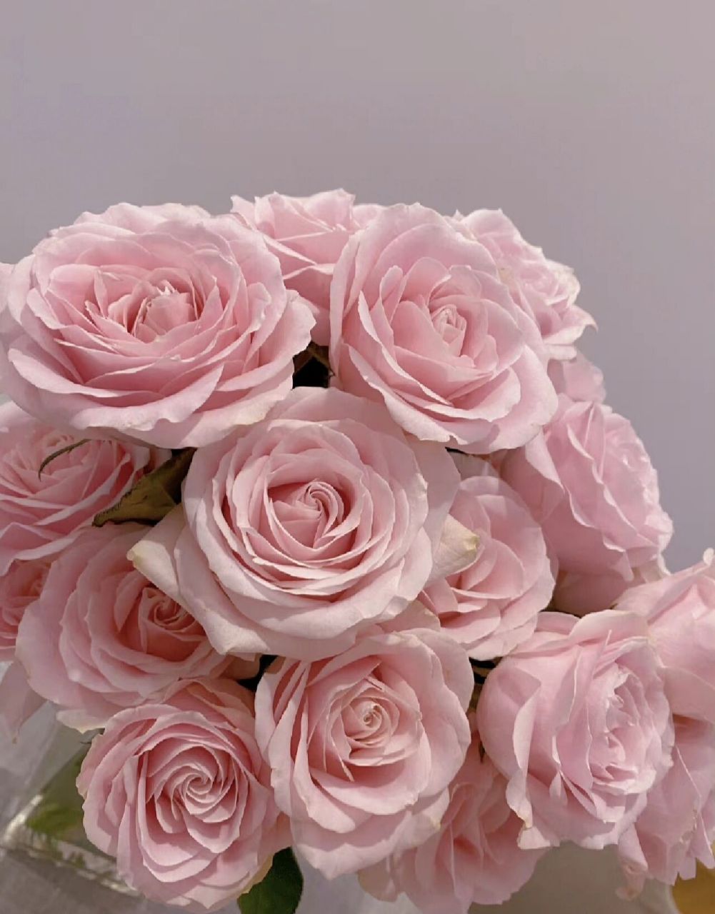 每日识花|粉红雪山 粉红雪山花语:高贵,优雅,同时也有感谢和初恋的