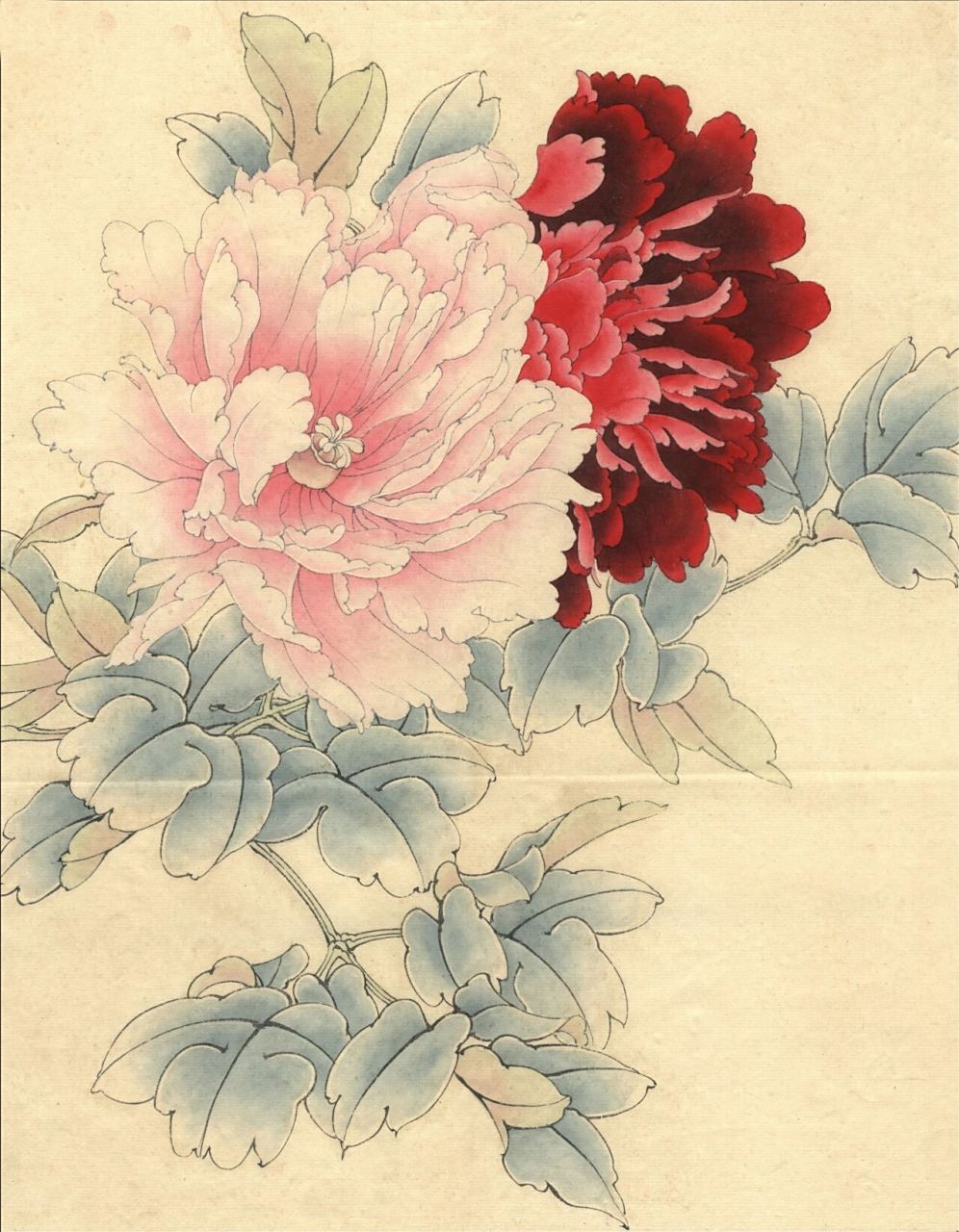 染色步骤  77   白描图纸【国画牡丹花】16615 高清晰度染色