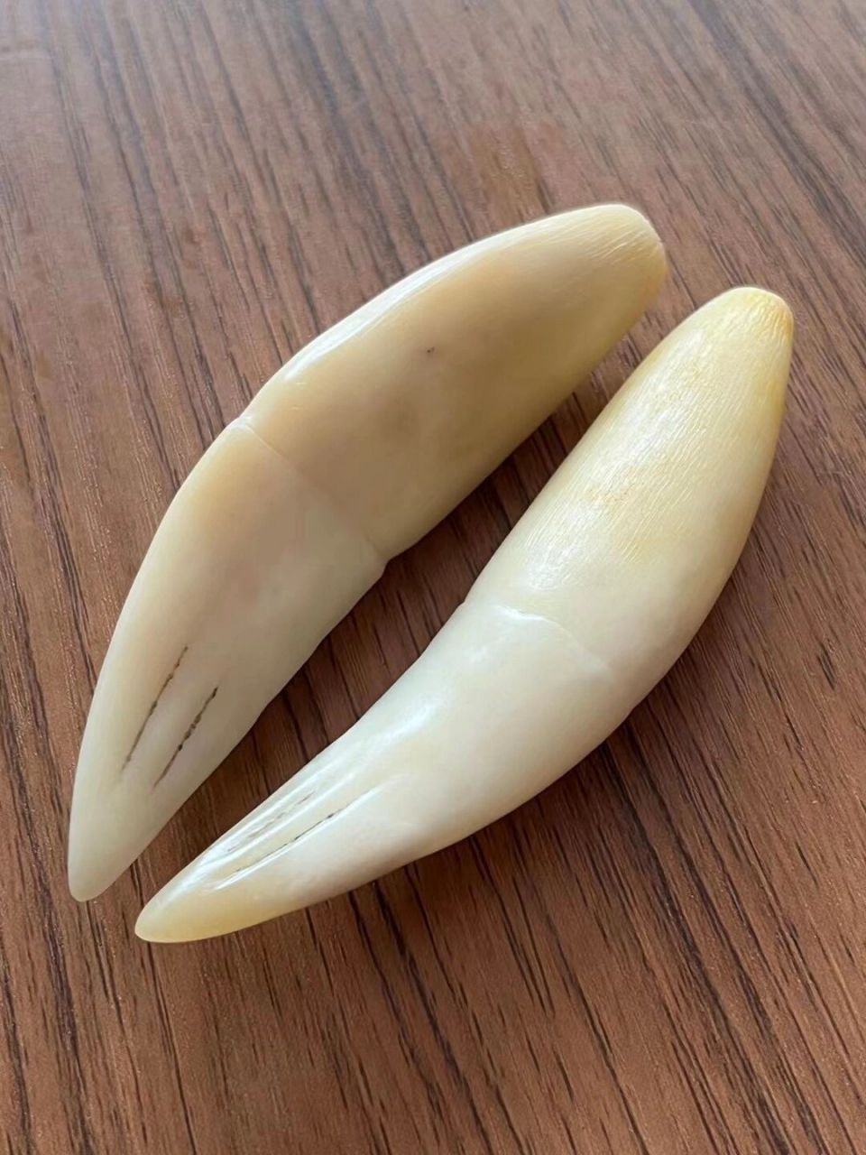 虎牙骆驼牙狼牙大猫牙喜欢联系