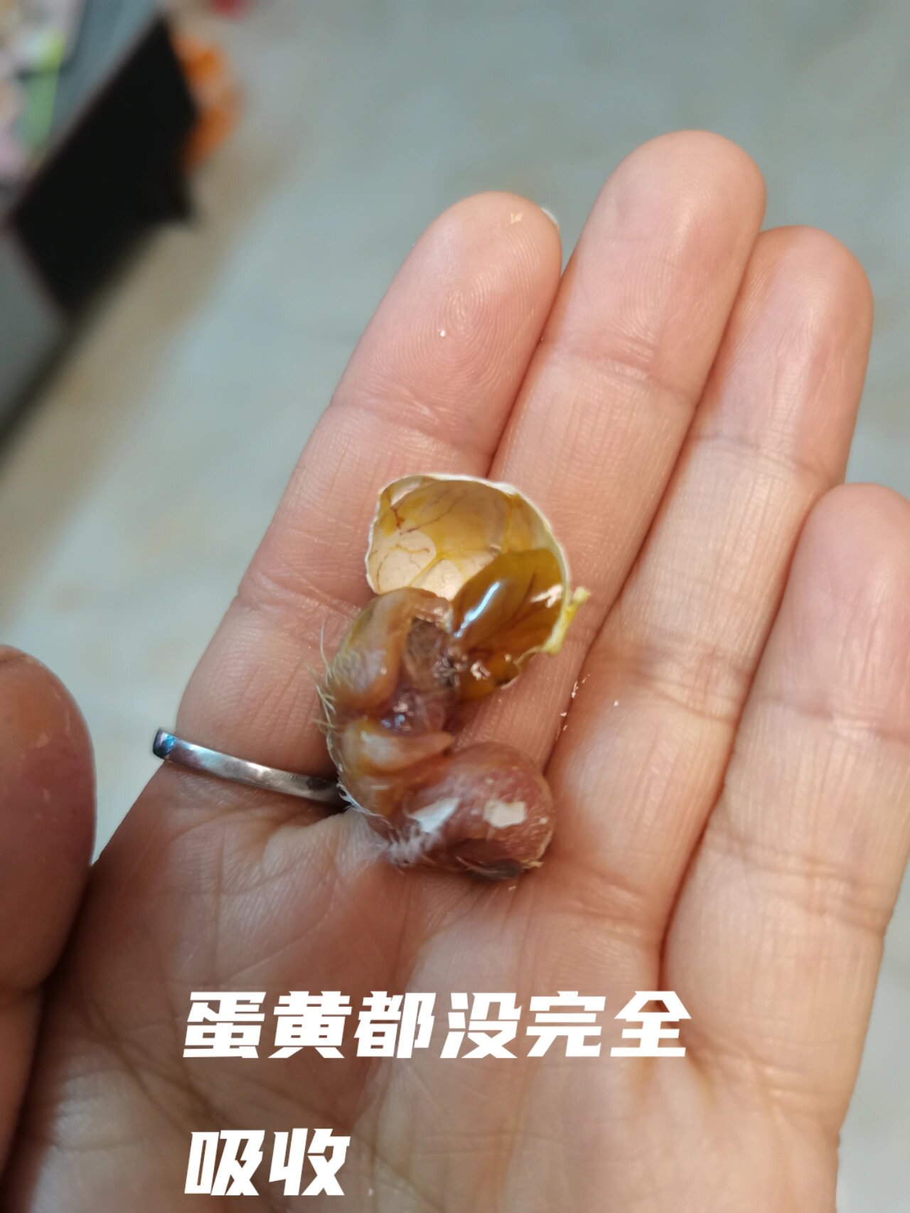 大年初四做客,回家发现小鹦鹉出壳了一半,剩下的那一半蛋壳不见了,小