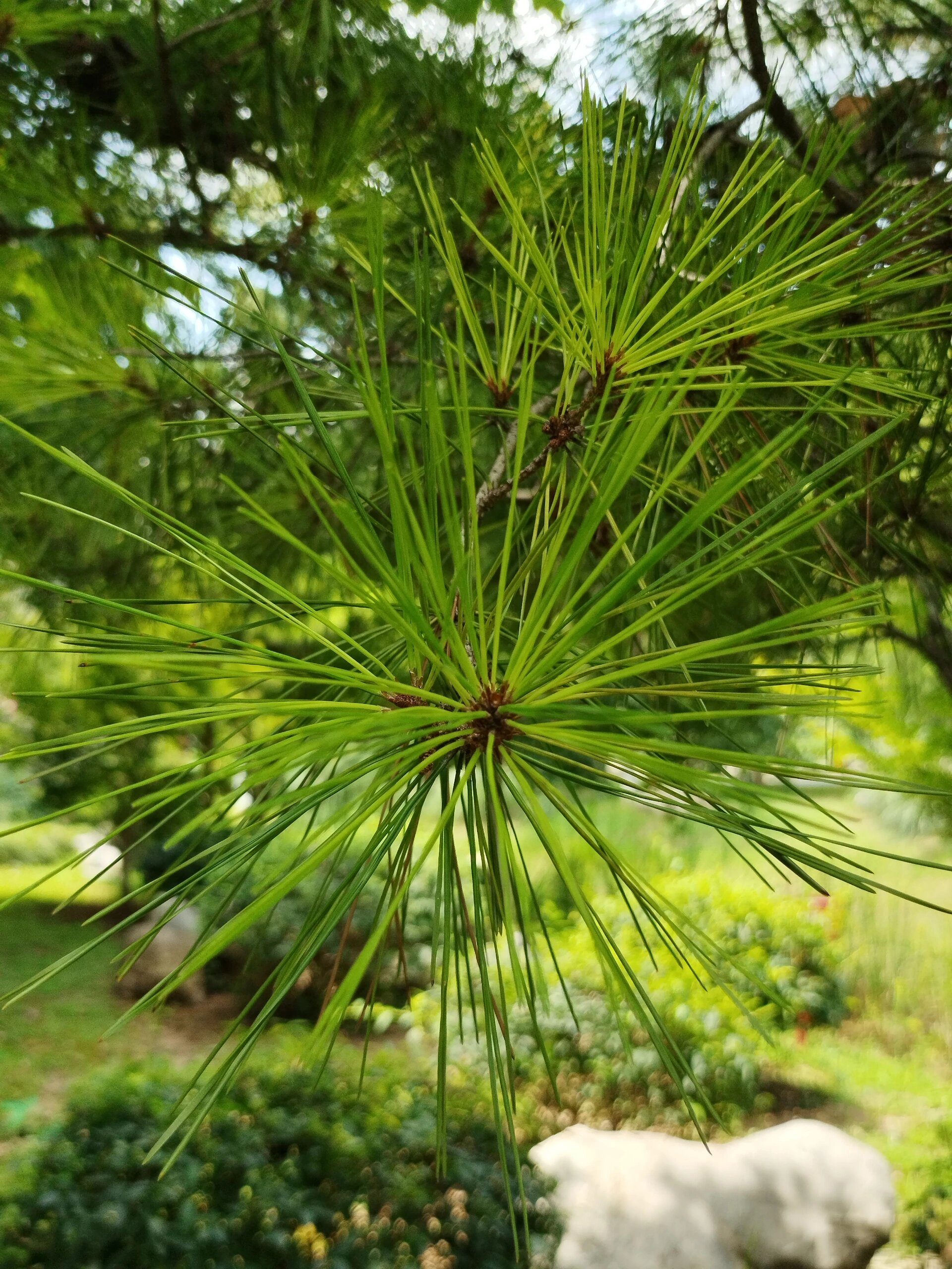 植物图鉴