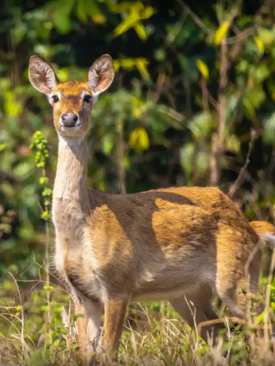 濒危动物《坡鹿》  坡鹿的角形非常独特,仿佛是横放着的竖琴.