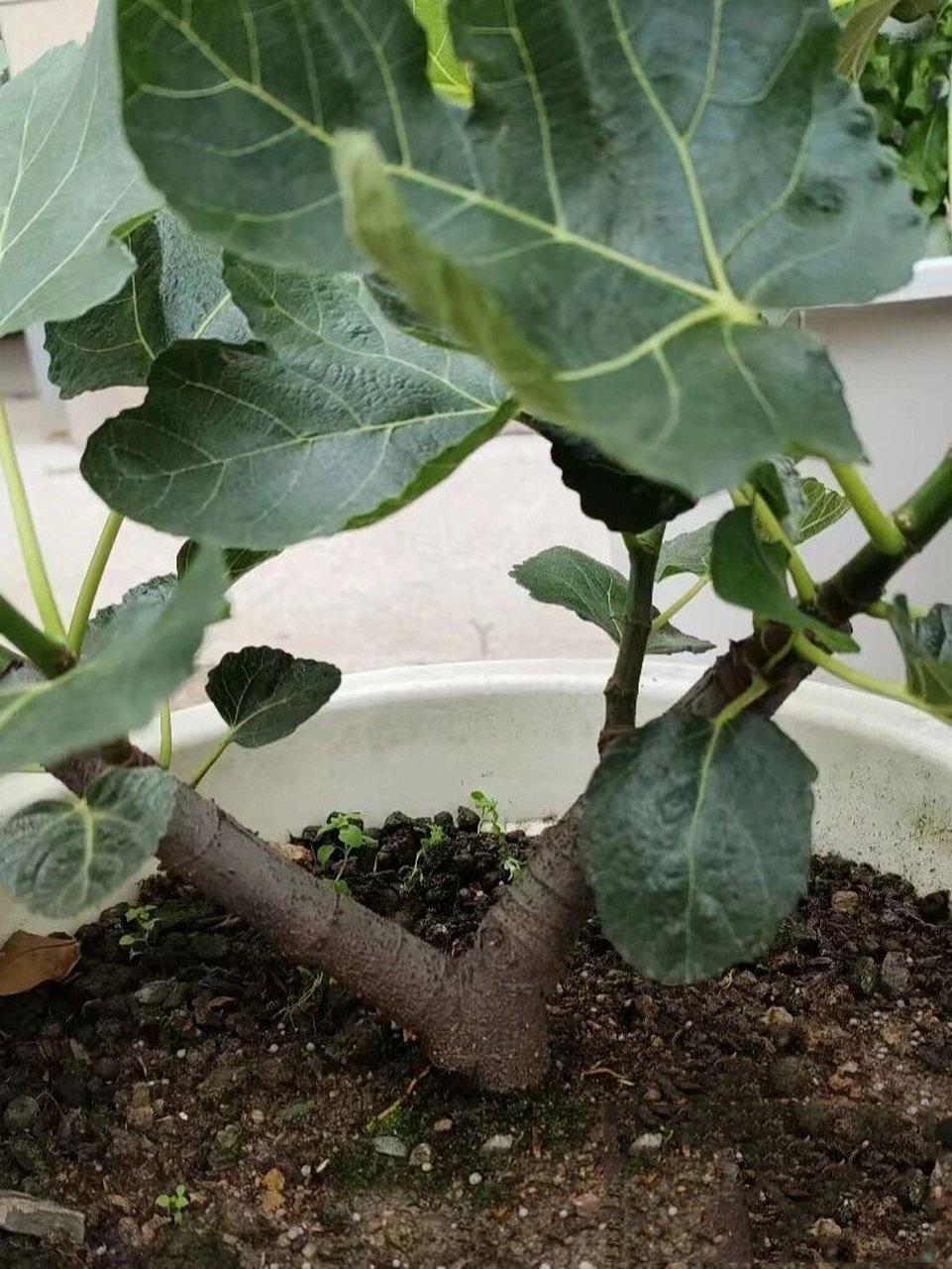 无花果盆栽各种树型介绍 家庭盆栽无花果既为吃果也可作为盆景观赏,更