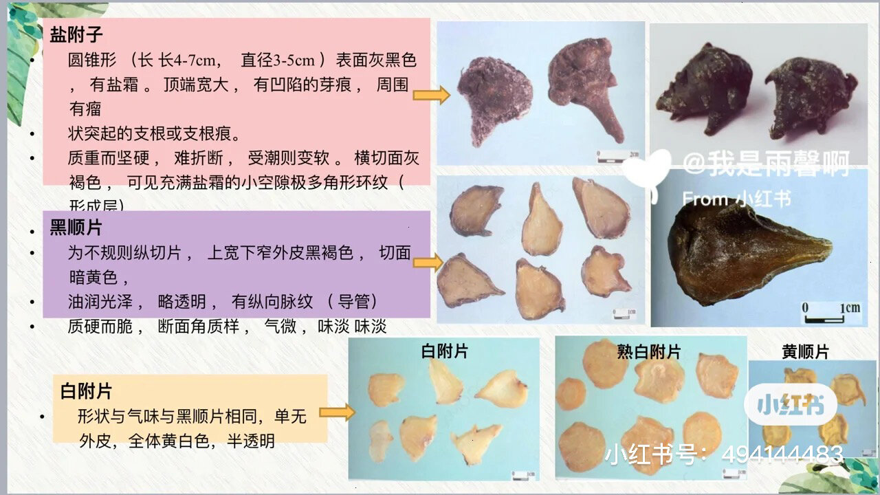 草乌和川乌的区别图片图片