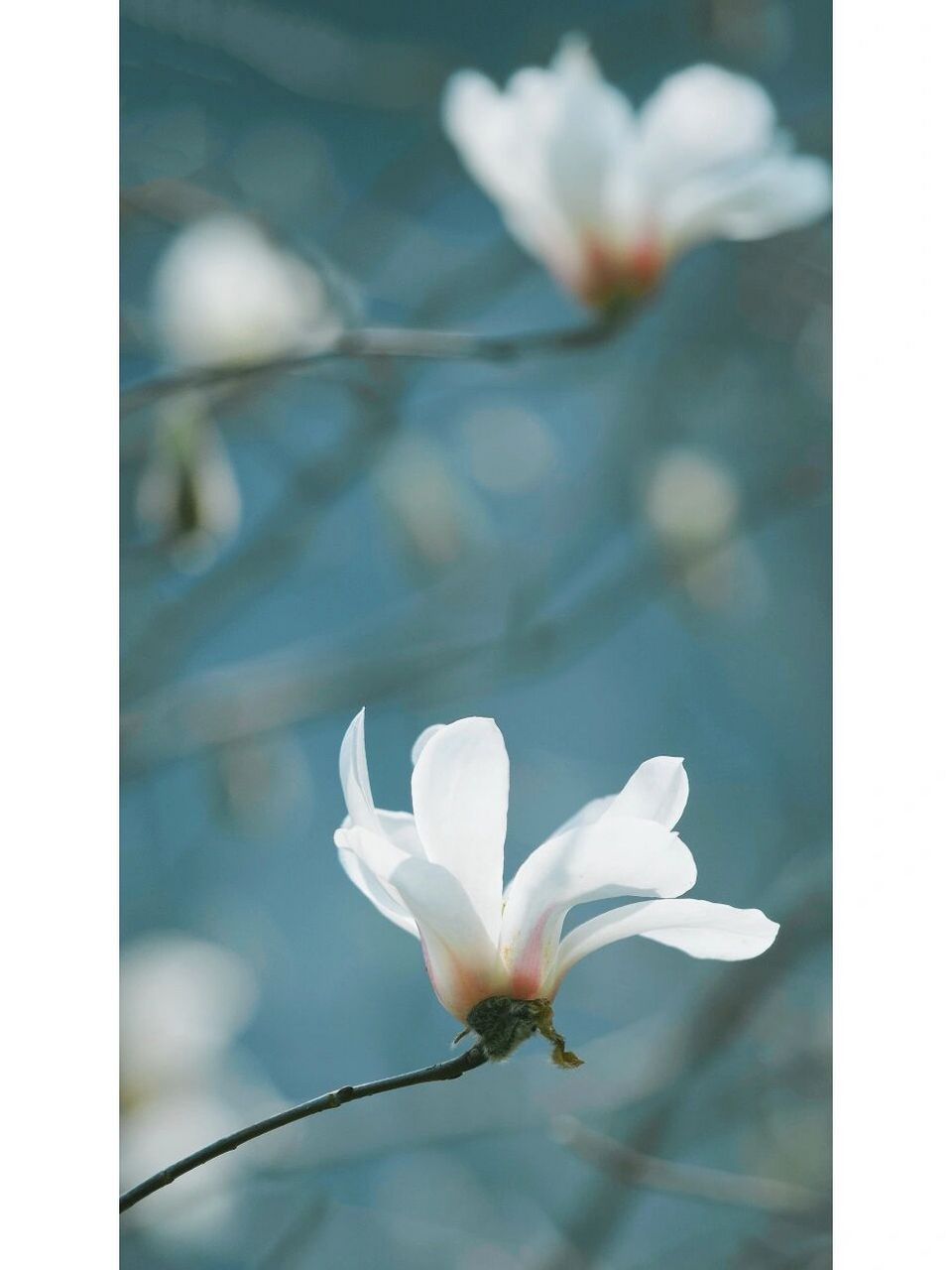 植物写真 ▏阳光下的大玉兰 大玉兰我一直都不是太会拍,韵味不足,最近