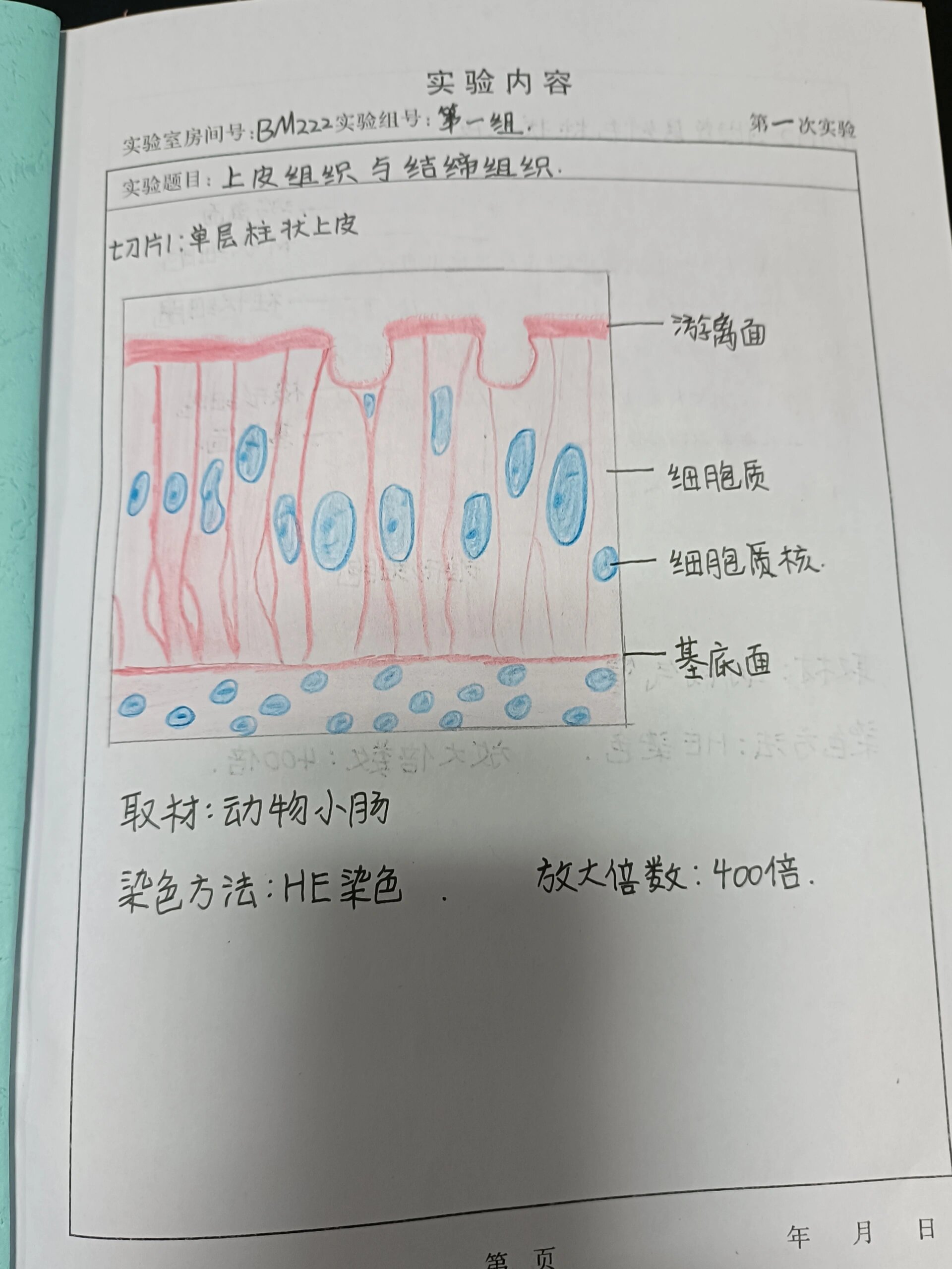 组胚实验红蓝铅笔彩绘 11566上皮组织与结缔组织(动物小肠) 215