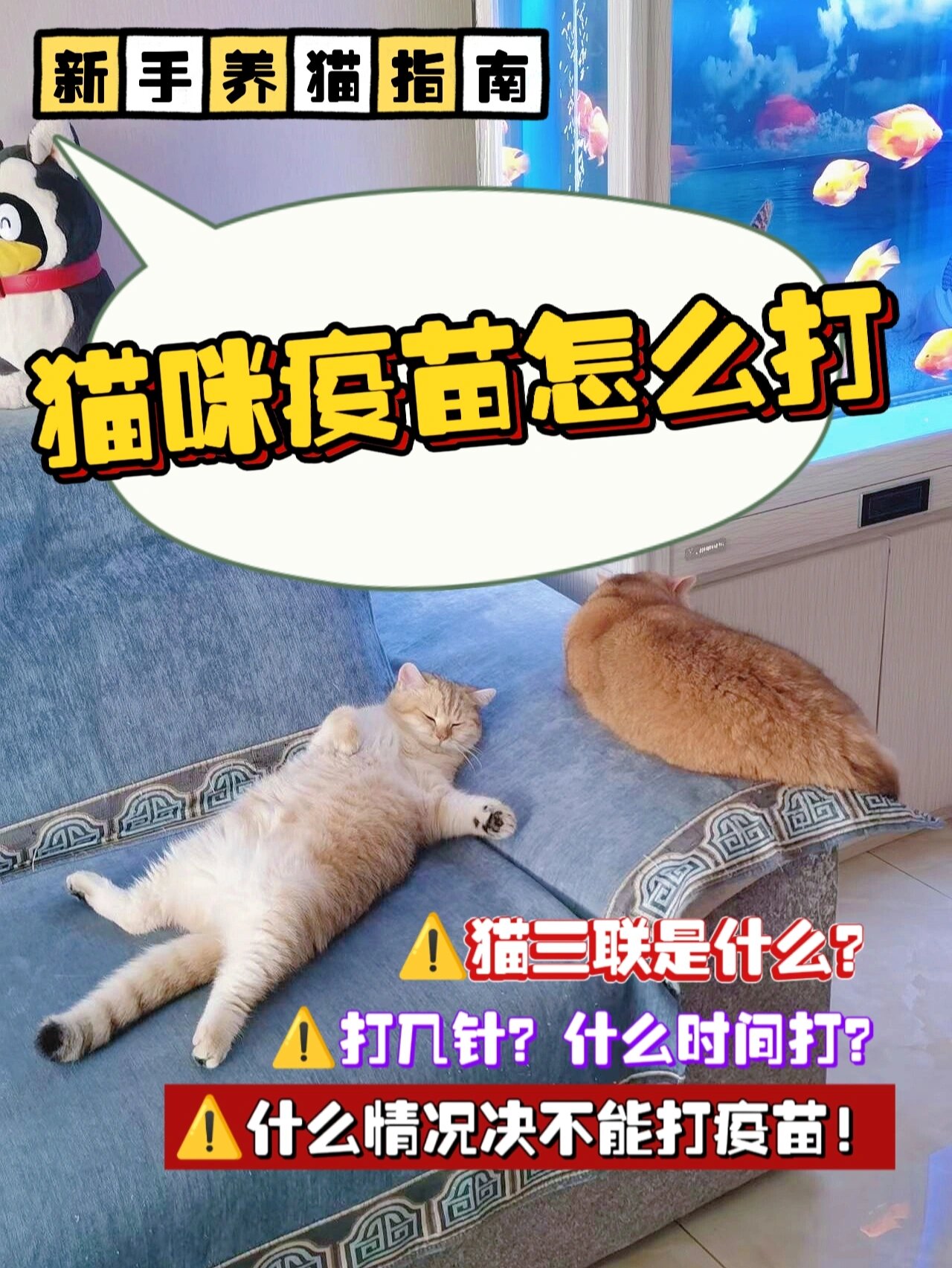 自己给猫打疫苗图解图片