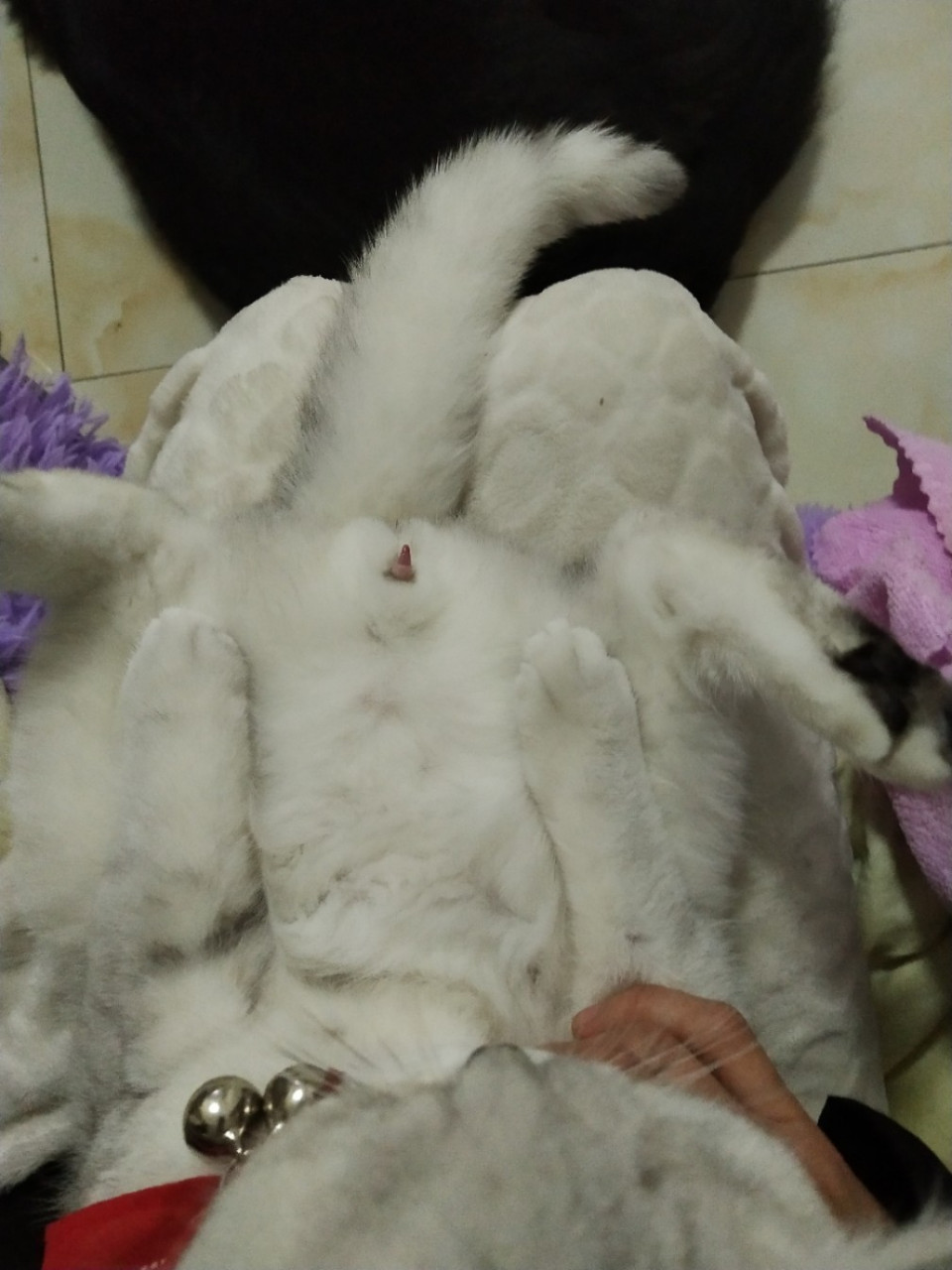 我幼猫93才不到5个月,怎么老露小jj 我是第一次养猫不懂,我真害怕它