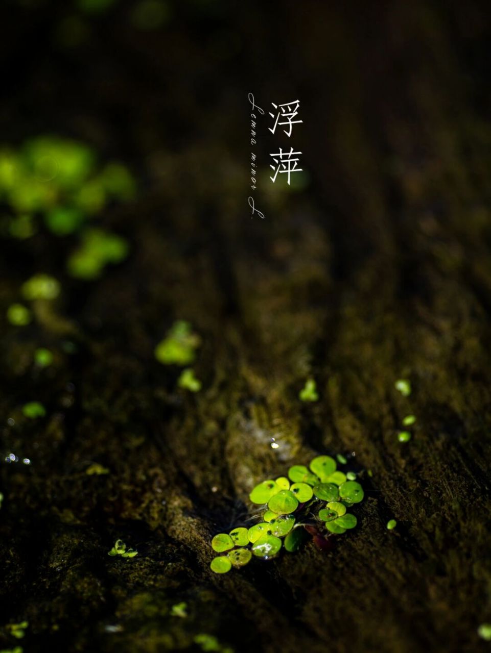 浮萍(学名:lemna minor l.)是浮萍科浮萍属飘浮植物.