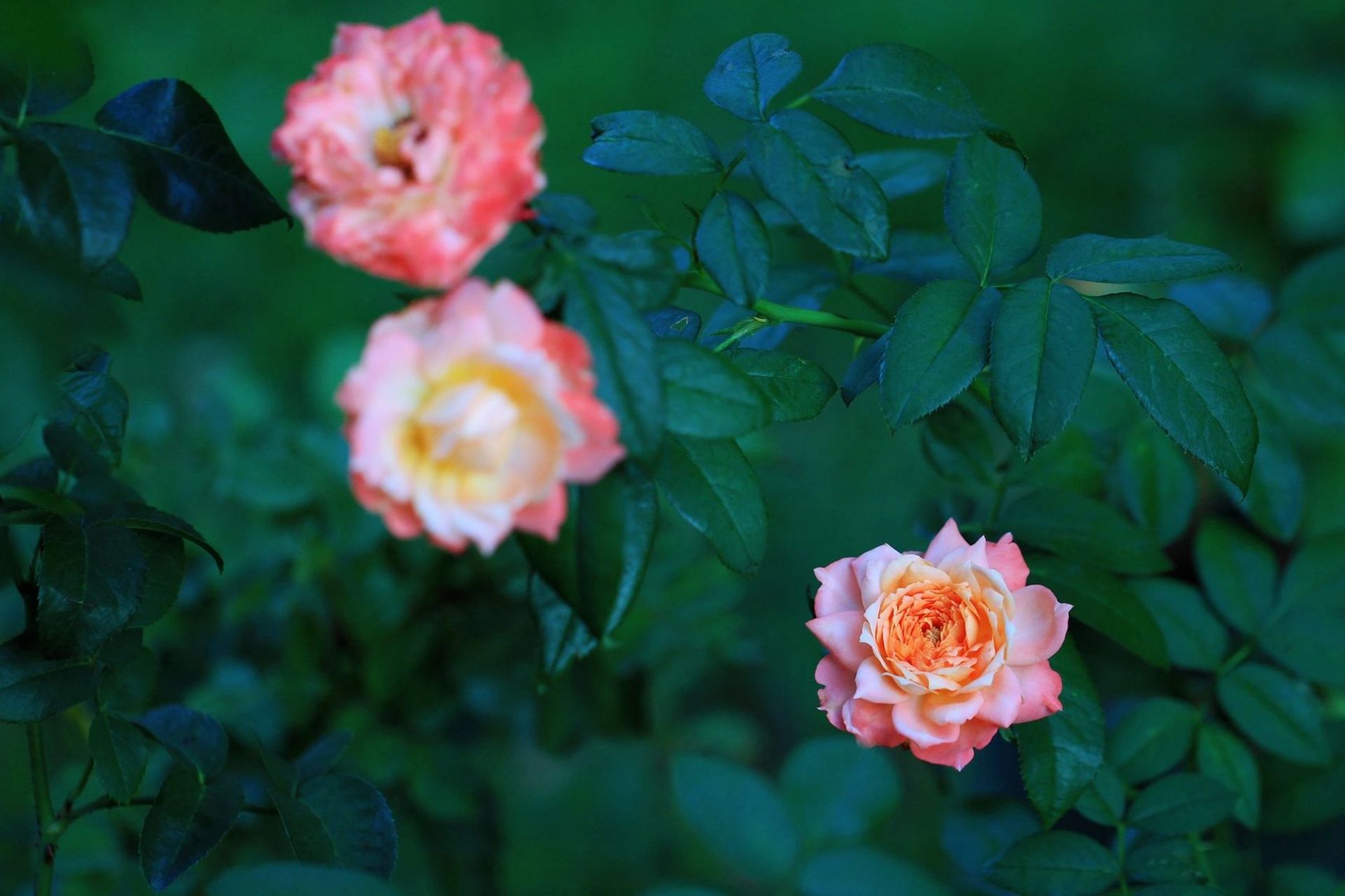 养花日记# 002 苹果运气月季优缺点 优点:抗性不错,复花也挺快,耐