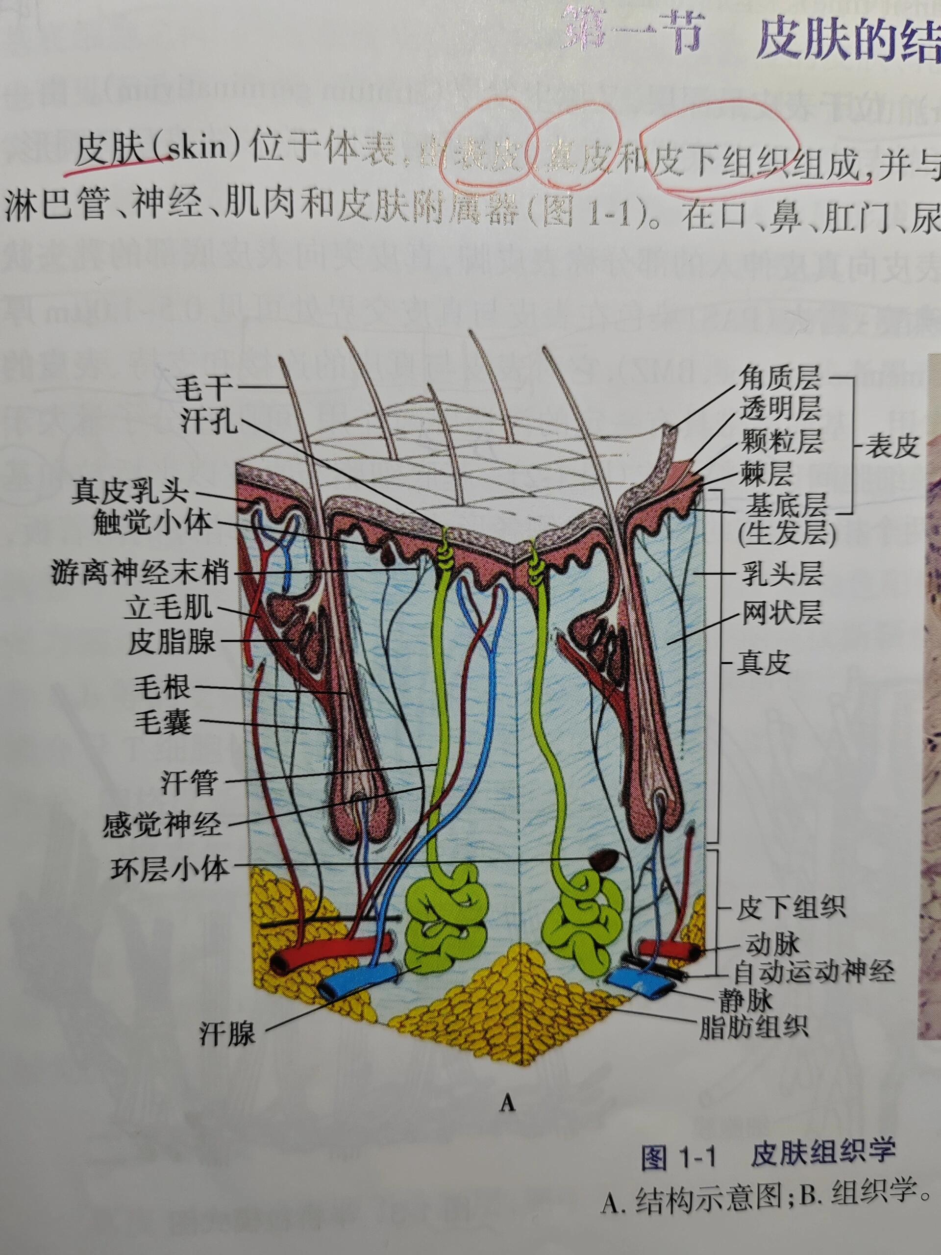 手绘 皮肤结构的示意图