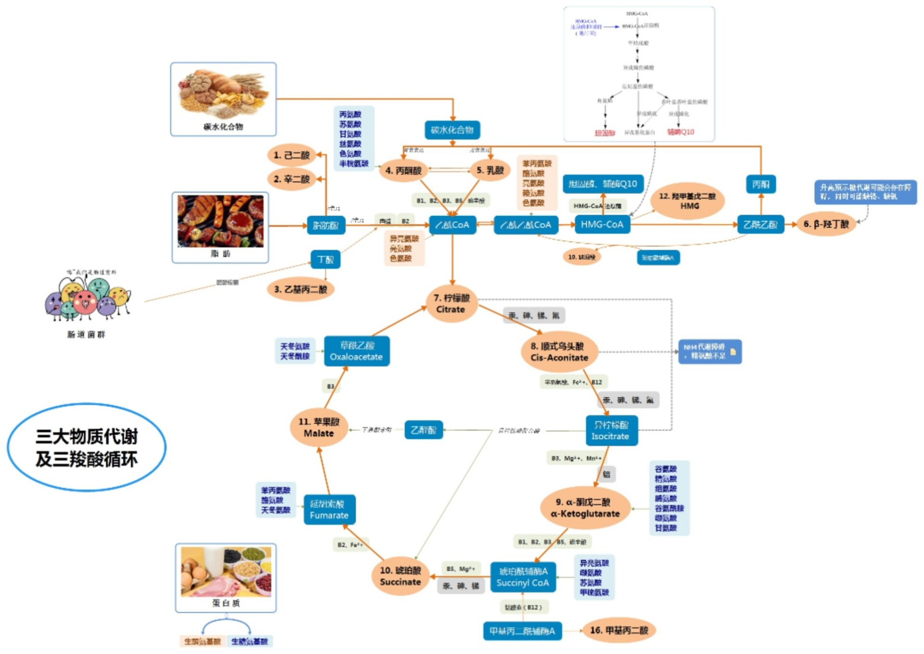 人体代谢综合检测详细说明 1,脂肪酸代谢指标: 己二酸,辛二酸和乙基丙