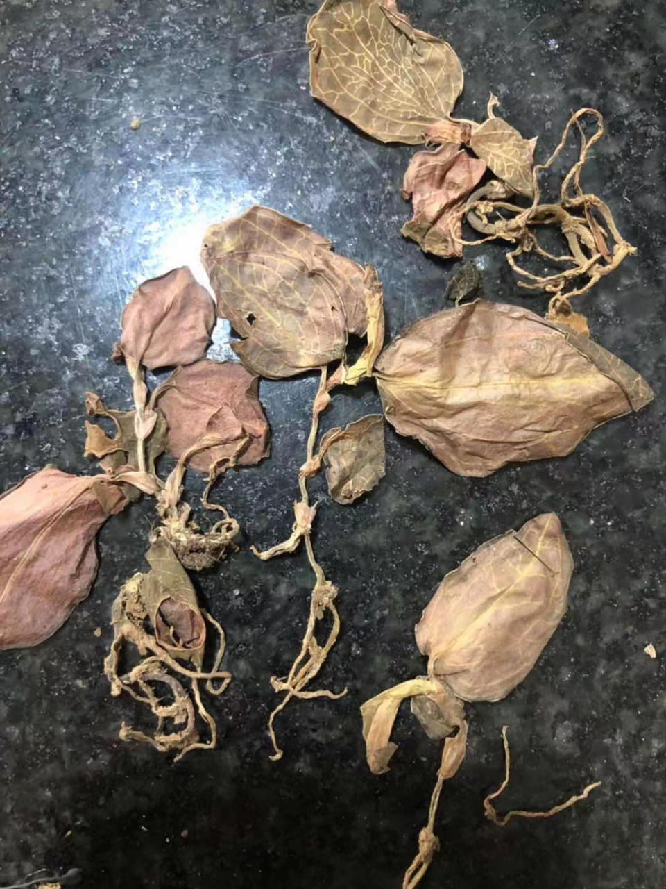 退烧功效显著.家庭必备,可当茶叶泡着喝,也可煲汤当炖料.