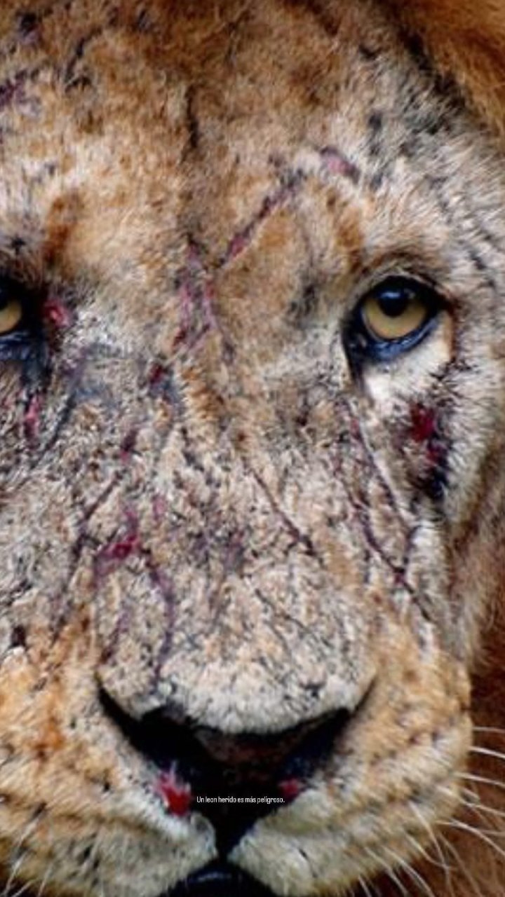 阿布德ins更新95:受伤的狮子更加危险.