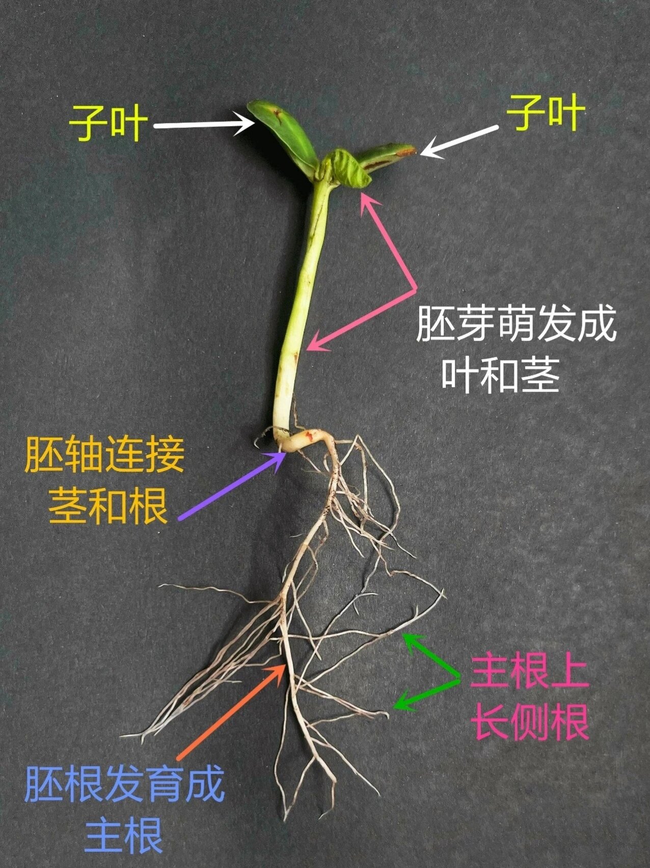 茎的基本结构图片