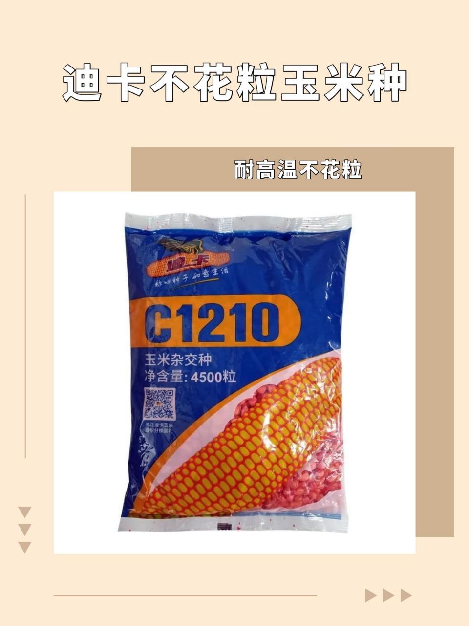 迪卡c1210抗倒伏,抗茎基腐,抗锈,容重高商品性好,黄淮海区域适合种植