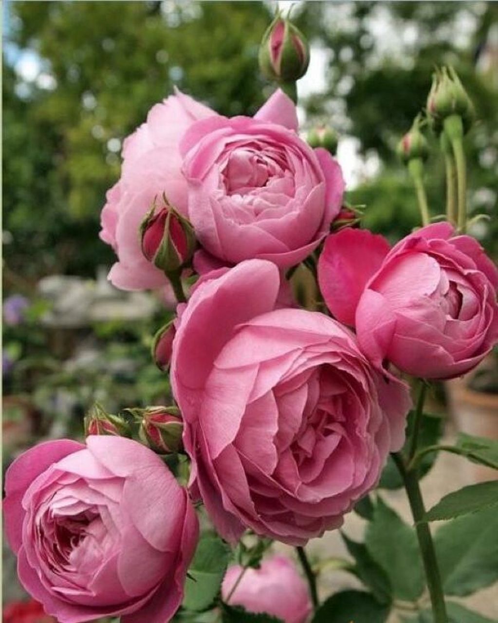 古典欧月"维多利亚拉赖因" 培育信息: 1872年,法国波旁月季.