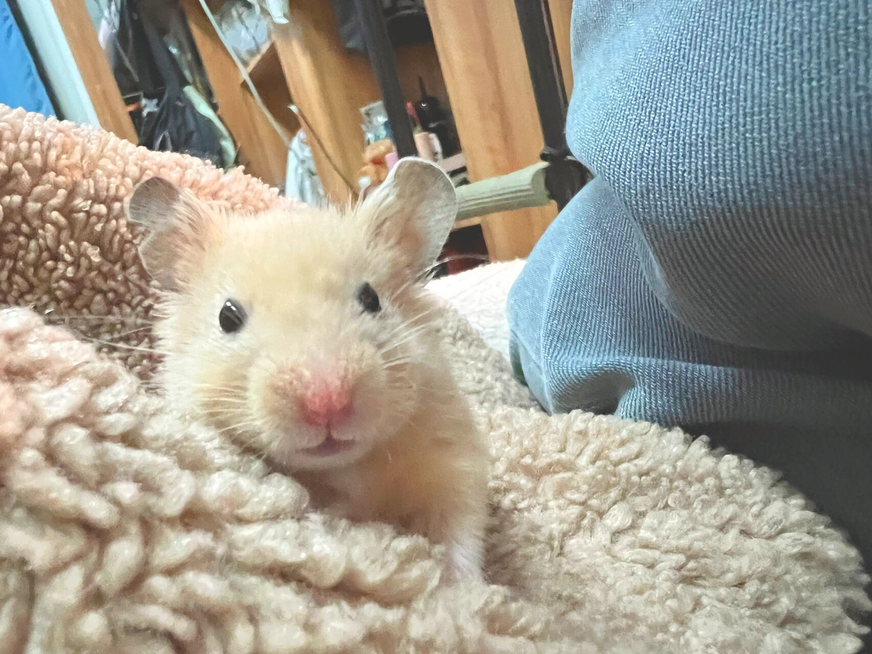 超可爱的短毛米熊