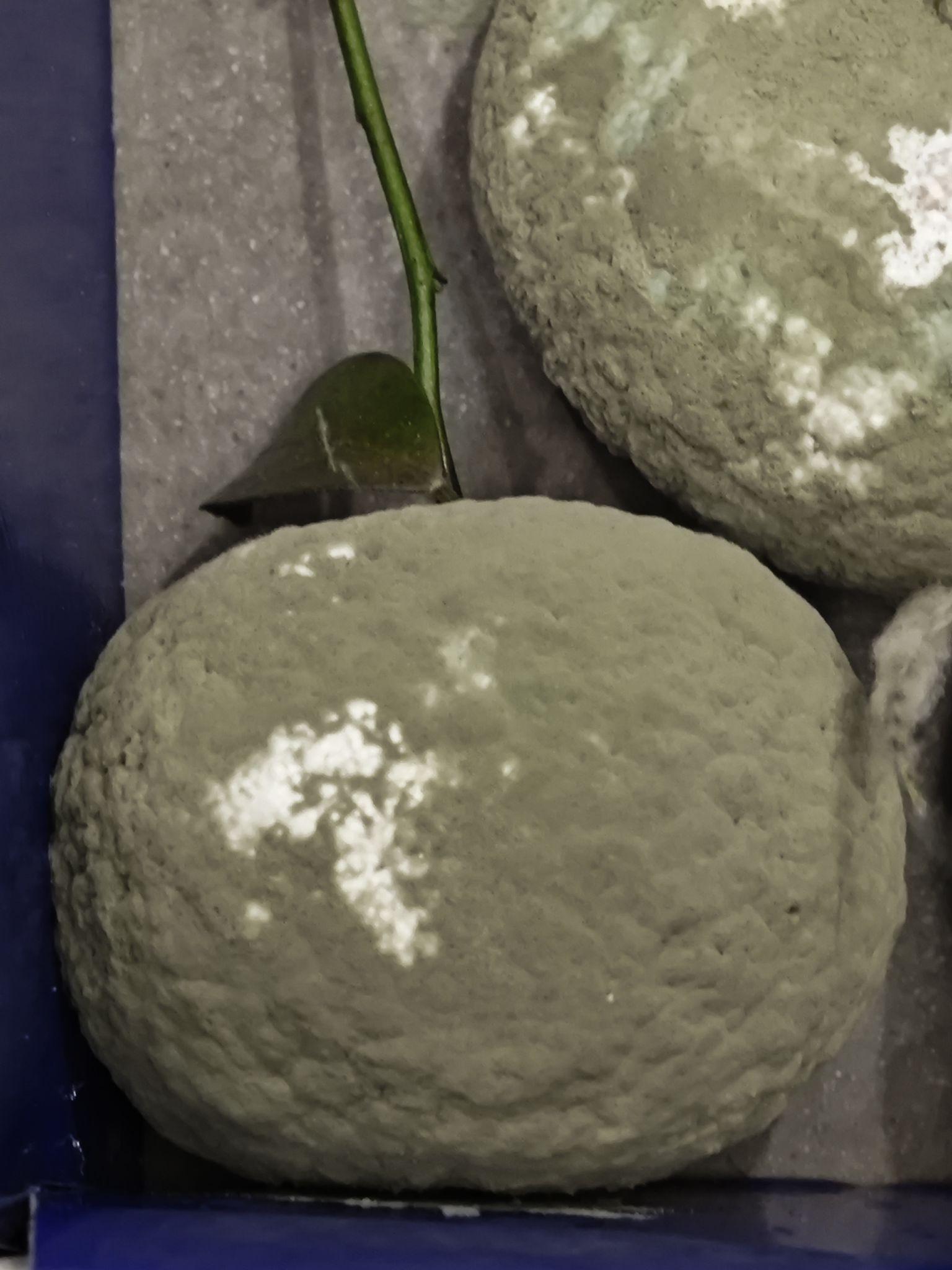 如何在家自己培养青霉菌