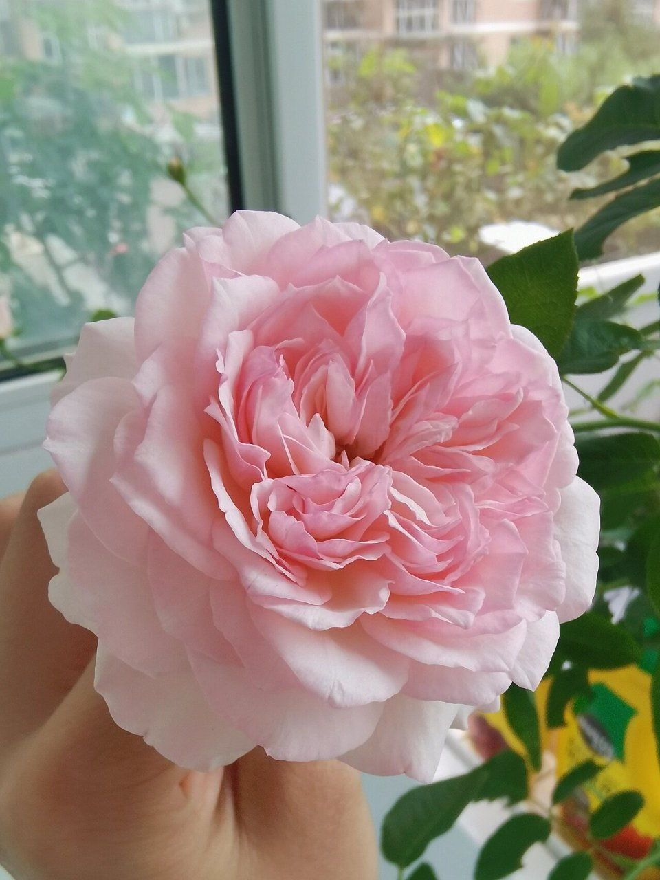 阳台月季:新浅樱桃 新浅樱桃非常优秀!