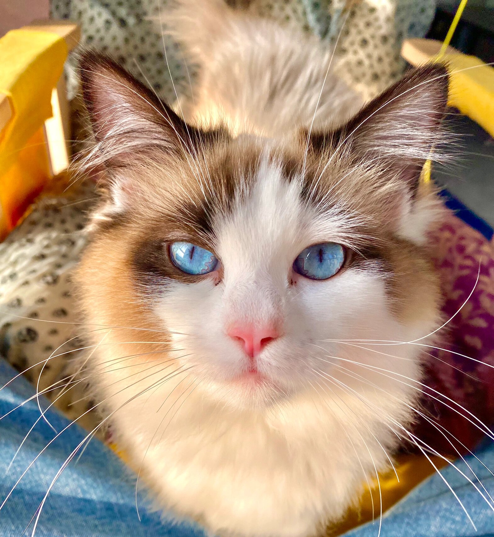 布偶和橘猫的小崽崽,喜欢可以撩我哦