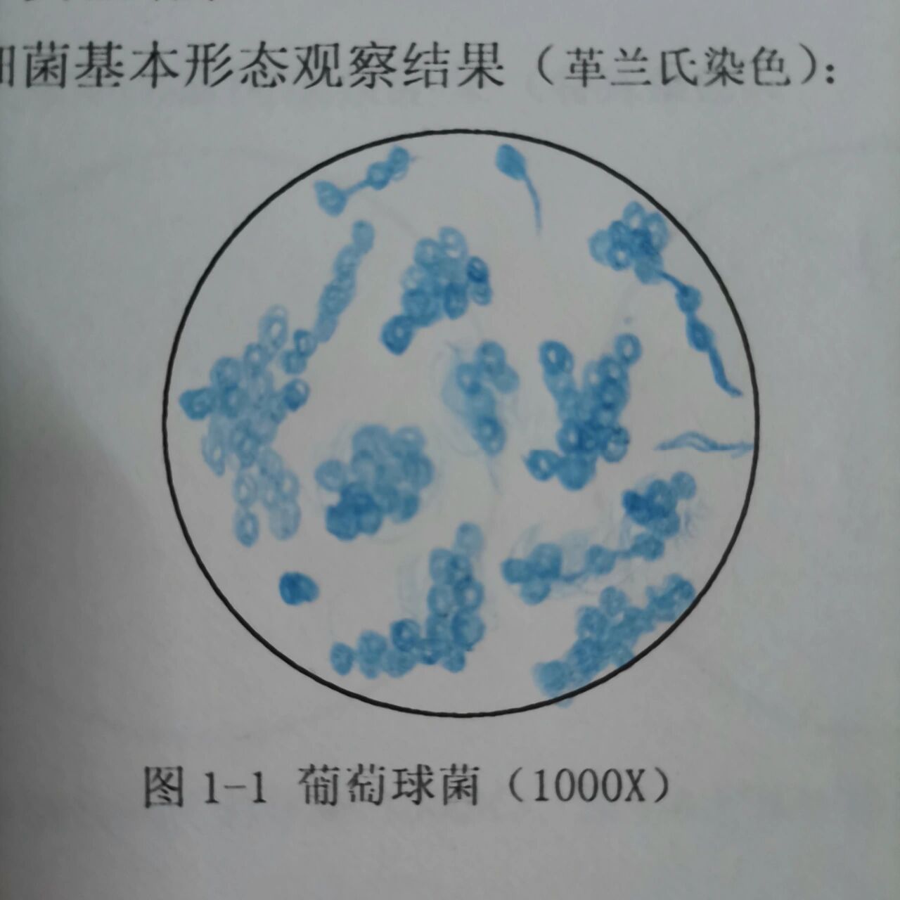 大肠杆菌图片 手绘图图片