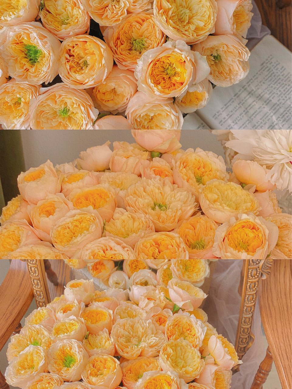 玫瑰和爱一样温柔 |网购鲜花 多头黄蝴蝶 养了很多次黄蝴蝶,这次最