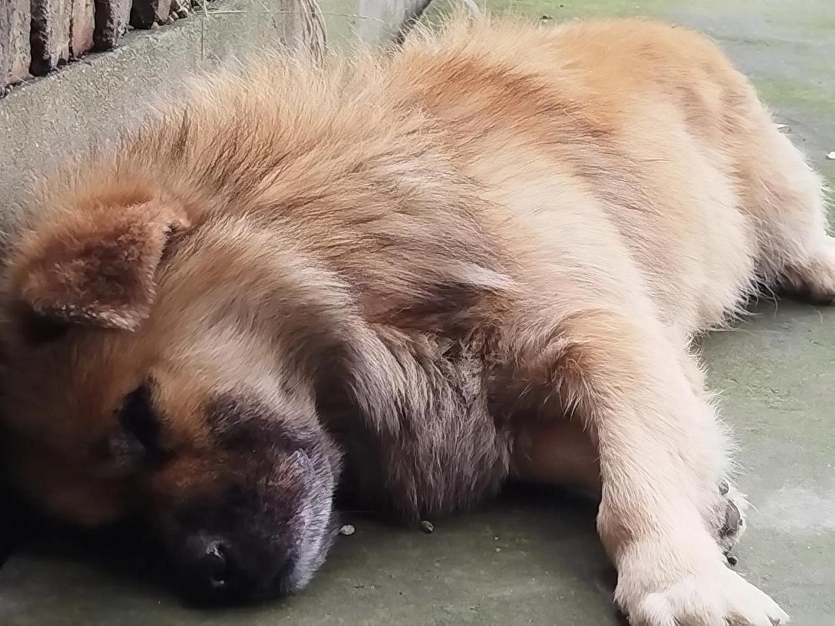 晒晒你家狗狗睡觉的美照