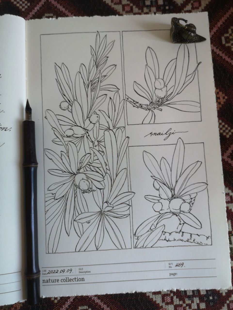 罗汉松—果 #画画# #速写人间万象# #不存在美术馆# #画画的日常