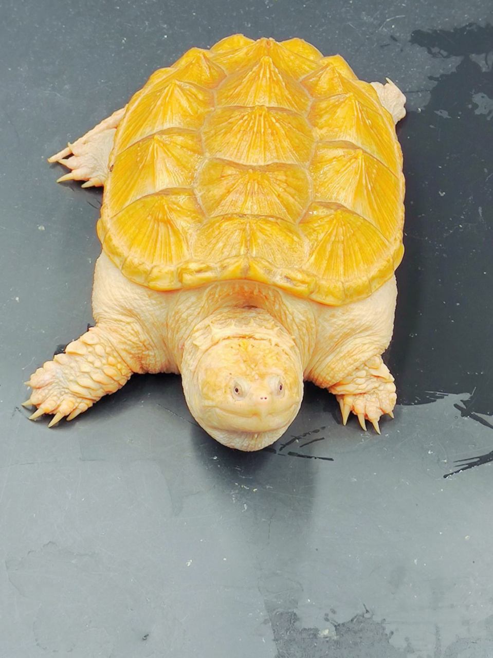 黄化佛鳄龟